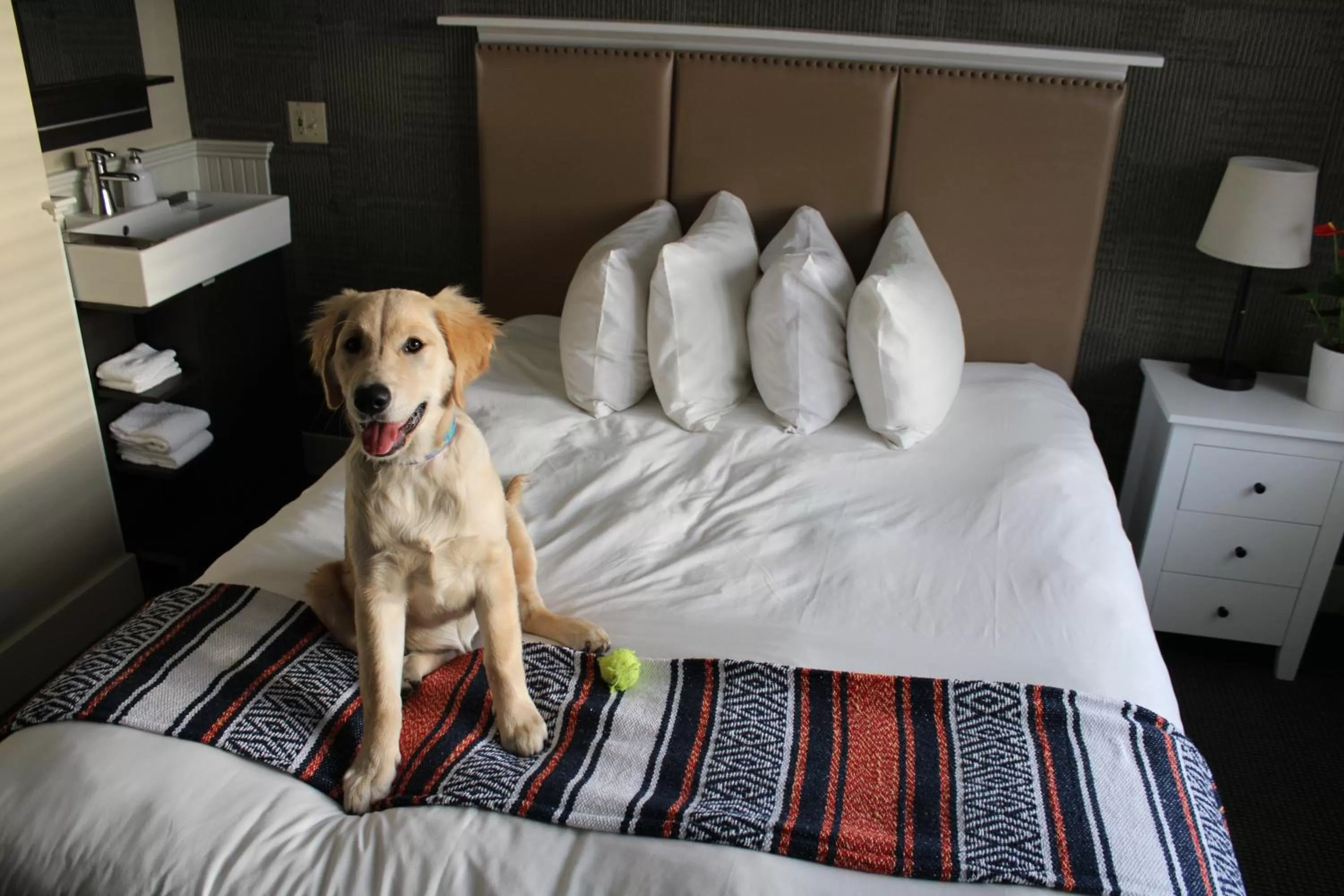 Pets, Bed in Pilgrim House