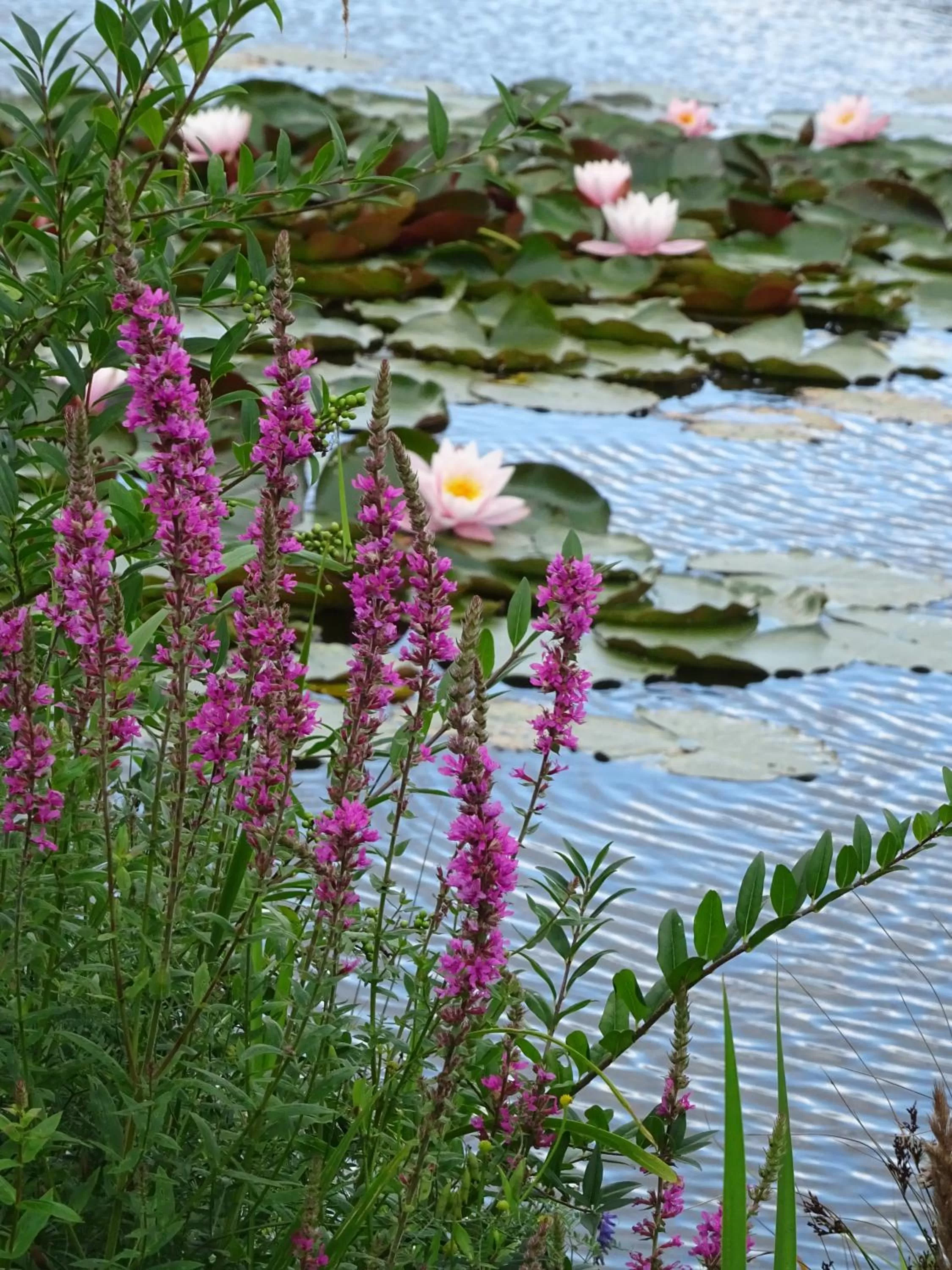 Garden in Landhotel Kastanienallee Putbus
