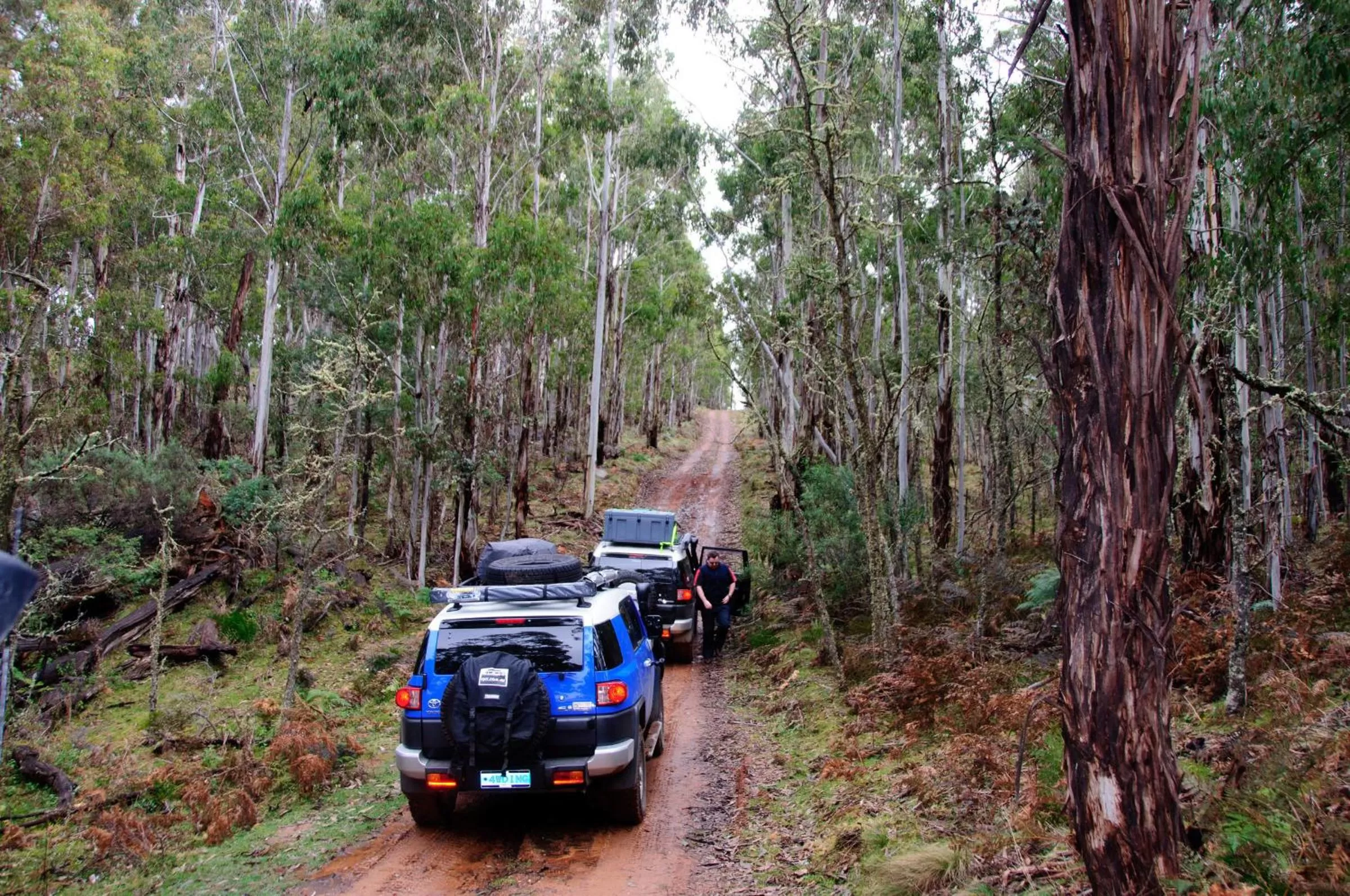 Natural landscape in Highlands Motor Inn
