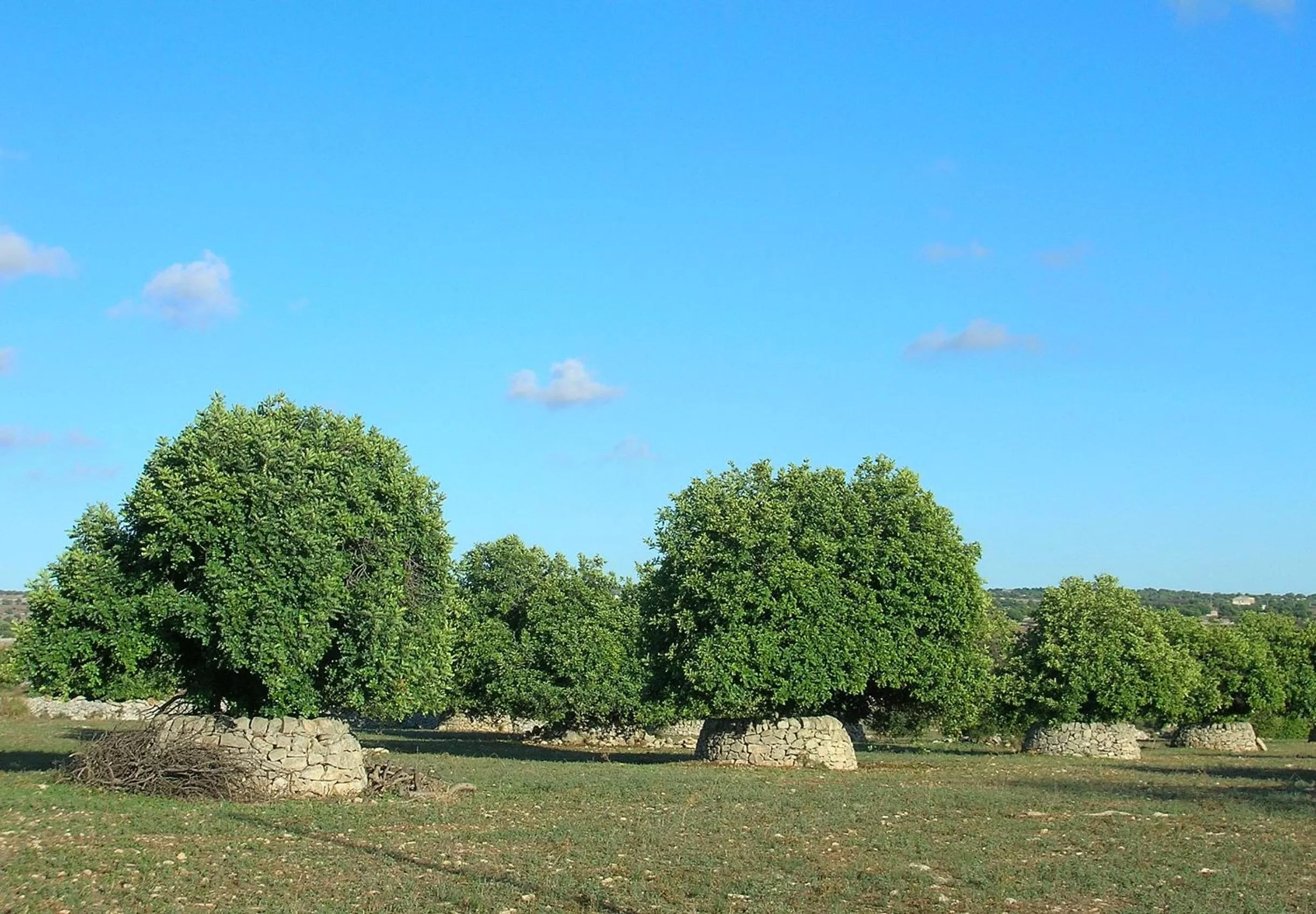 Golfcourse, Garden in Casa Vacanze Sogno Siciliano