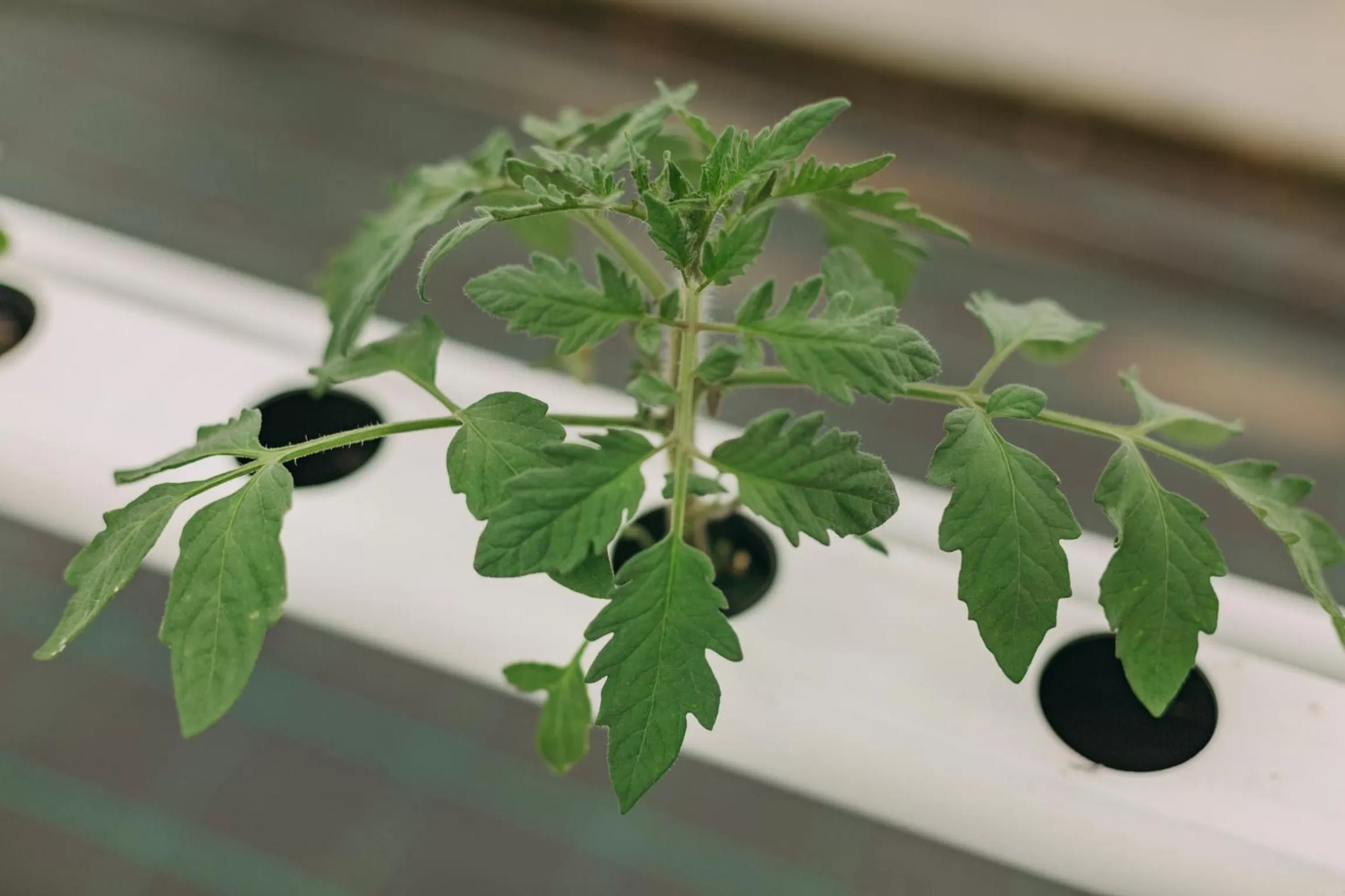 Activities in Santa Barbara Eco-Beach Resort