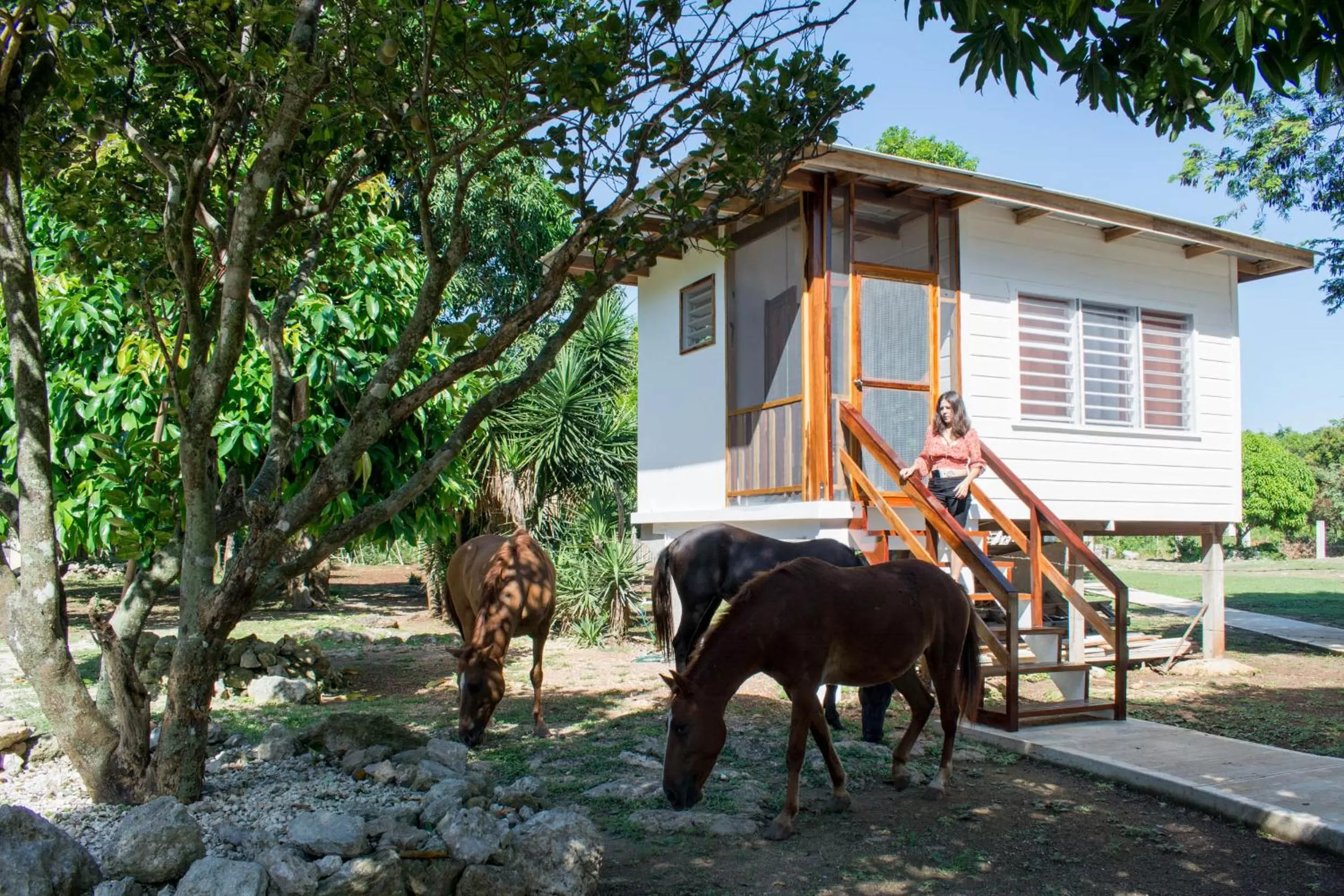 Horse-riding, Other Animals in Horse Cottage