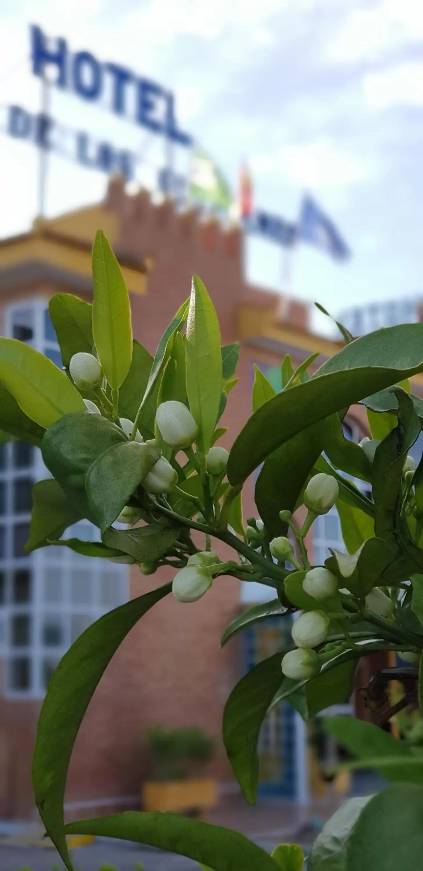 Garden in Hotel Torre De Los Guzmanes