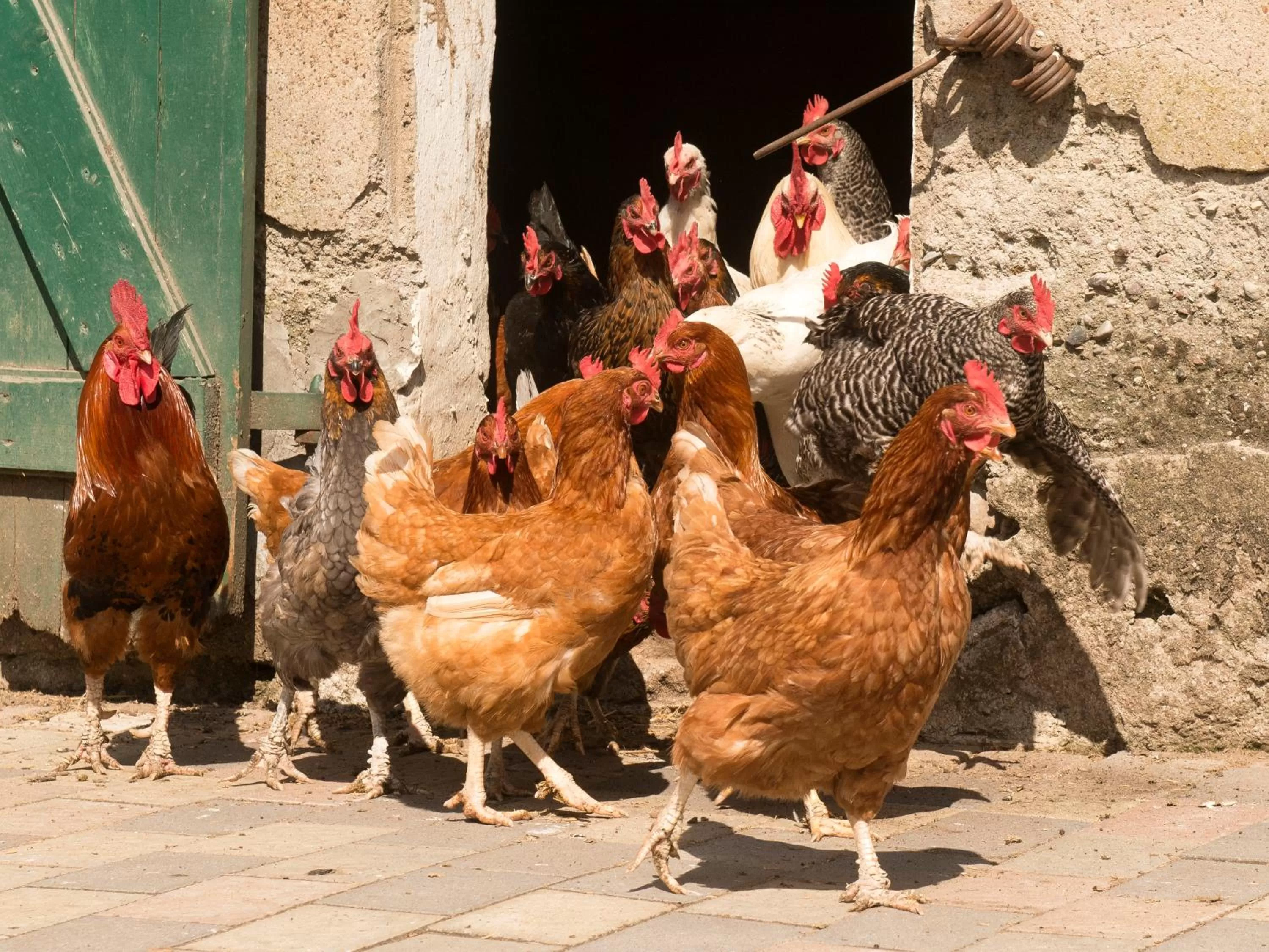 Animals in Landgasthof Kasch - Hotel und Restaurant