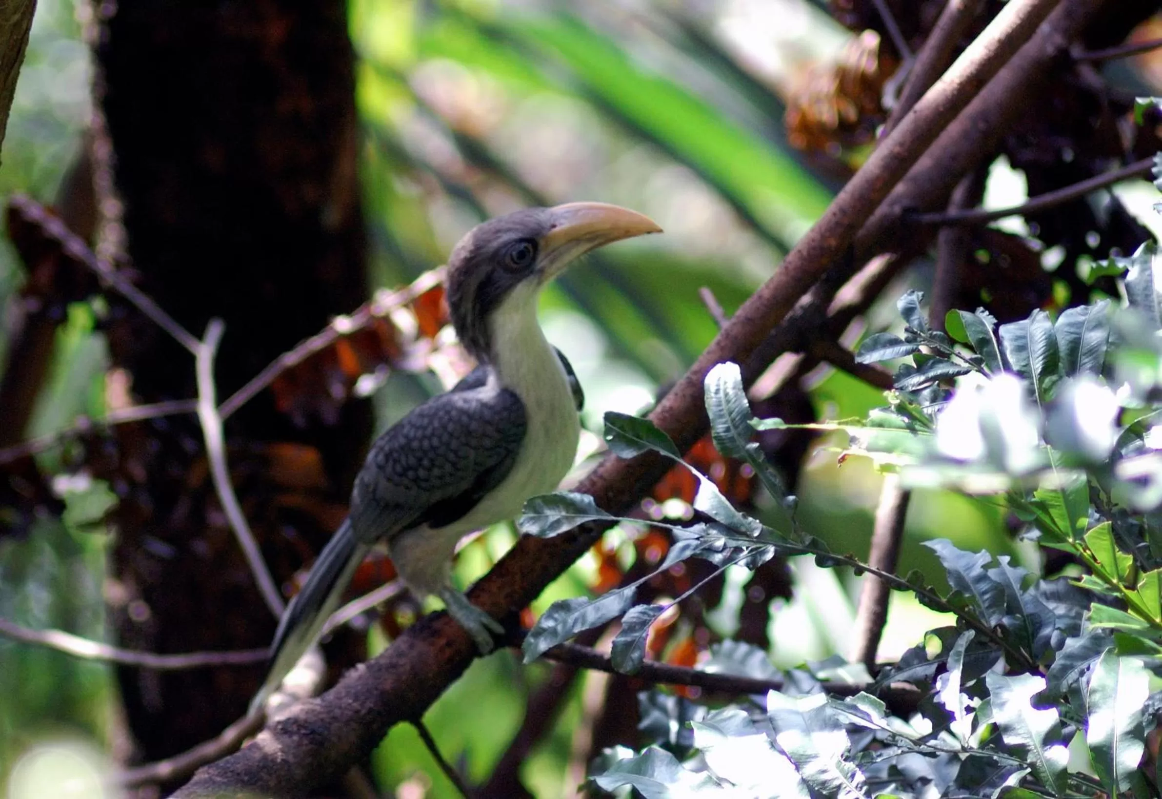 Animals, Other Animals in Evergreen