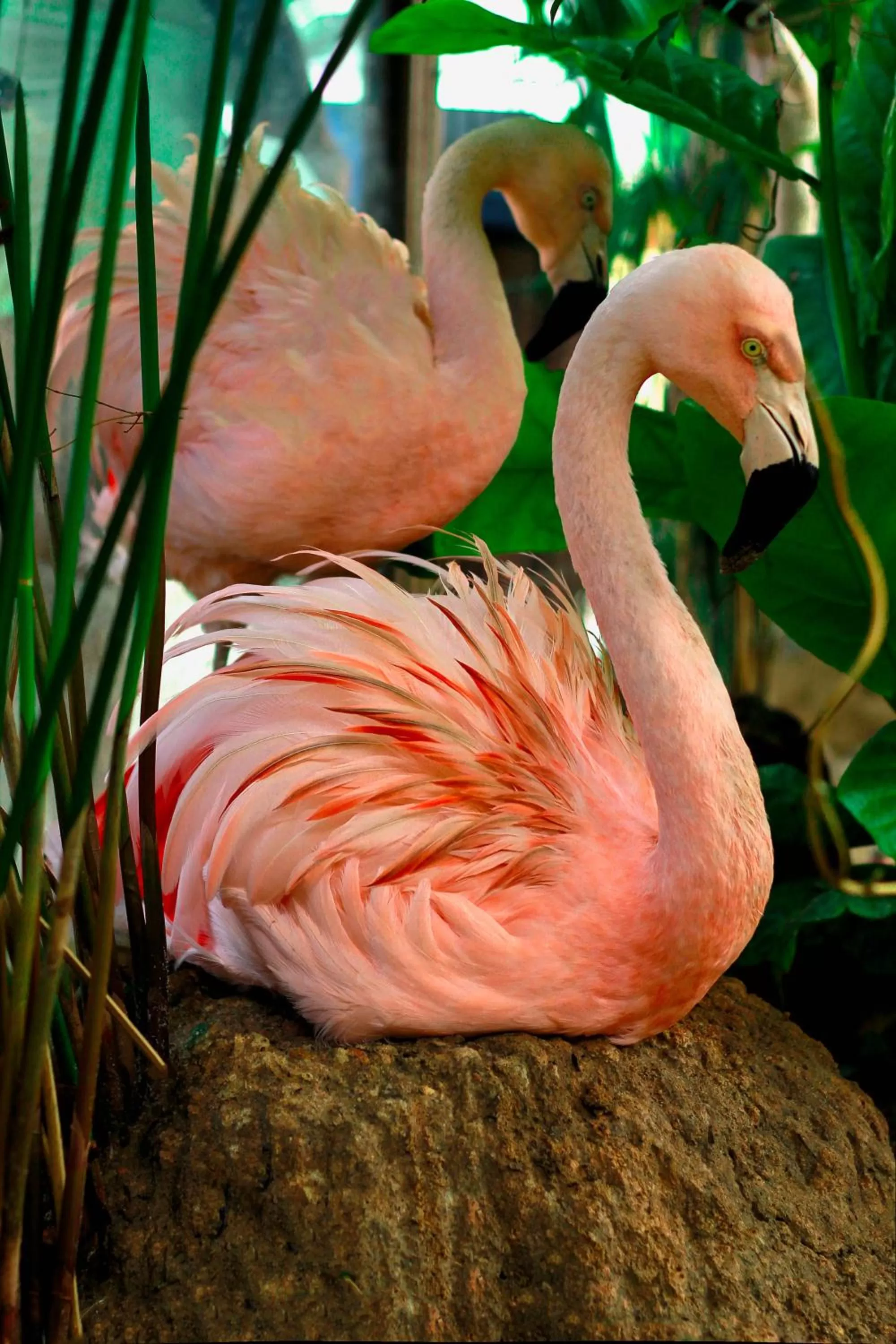 Other Animals in Pousada Sol e Mar