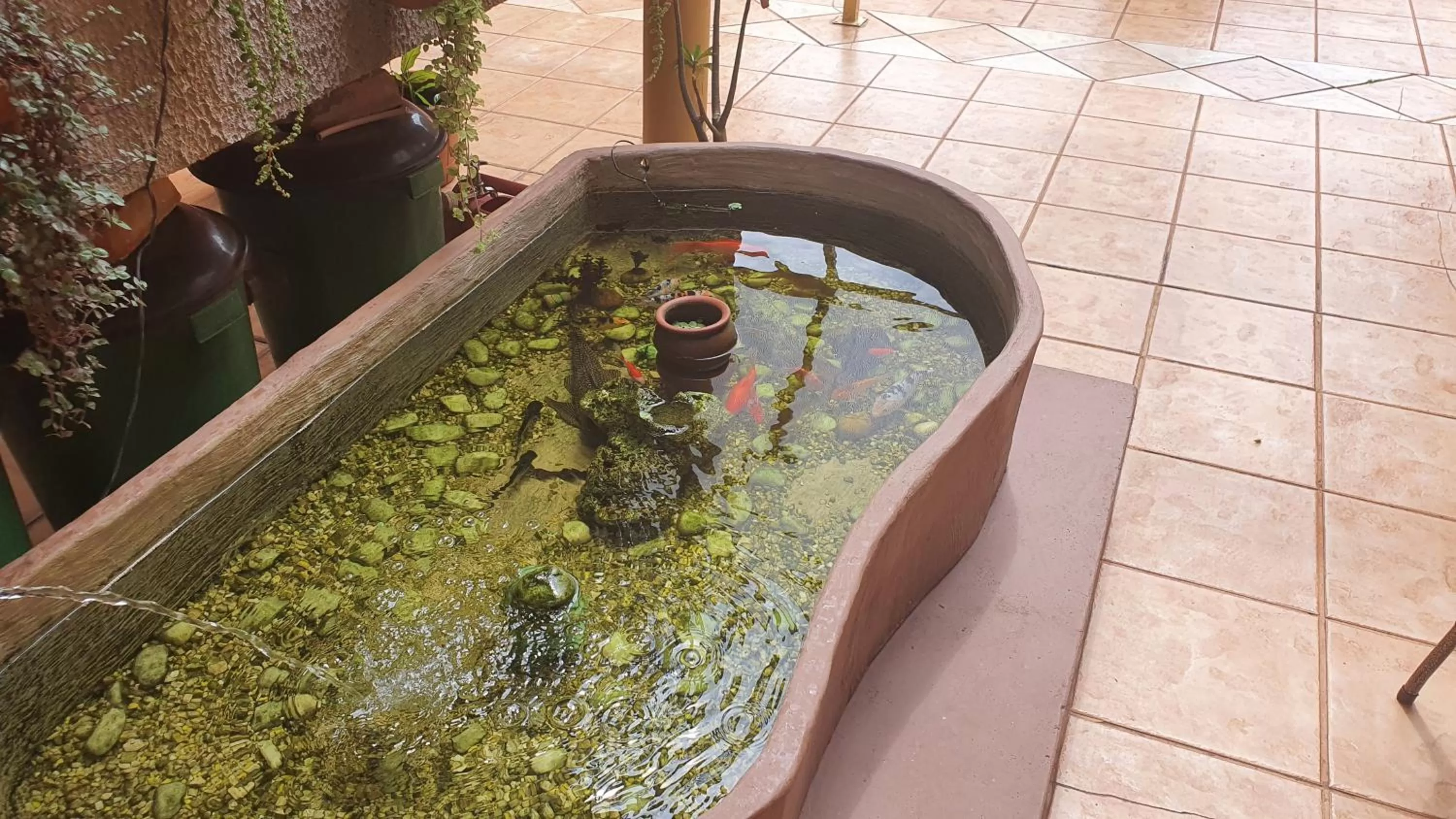 Animals in Hotel Sta Mônica Marília