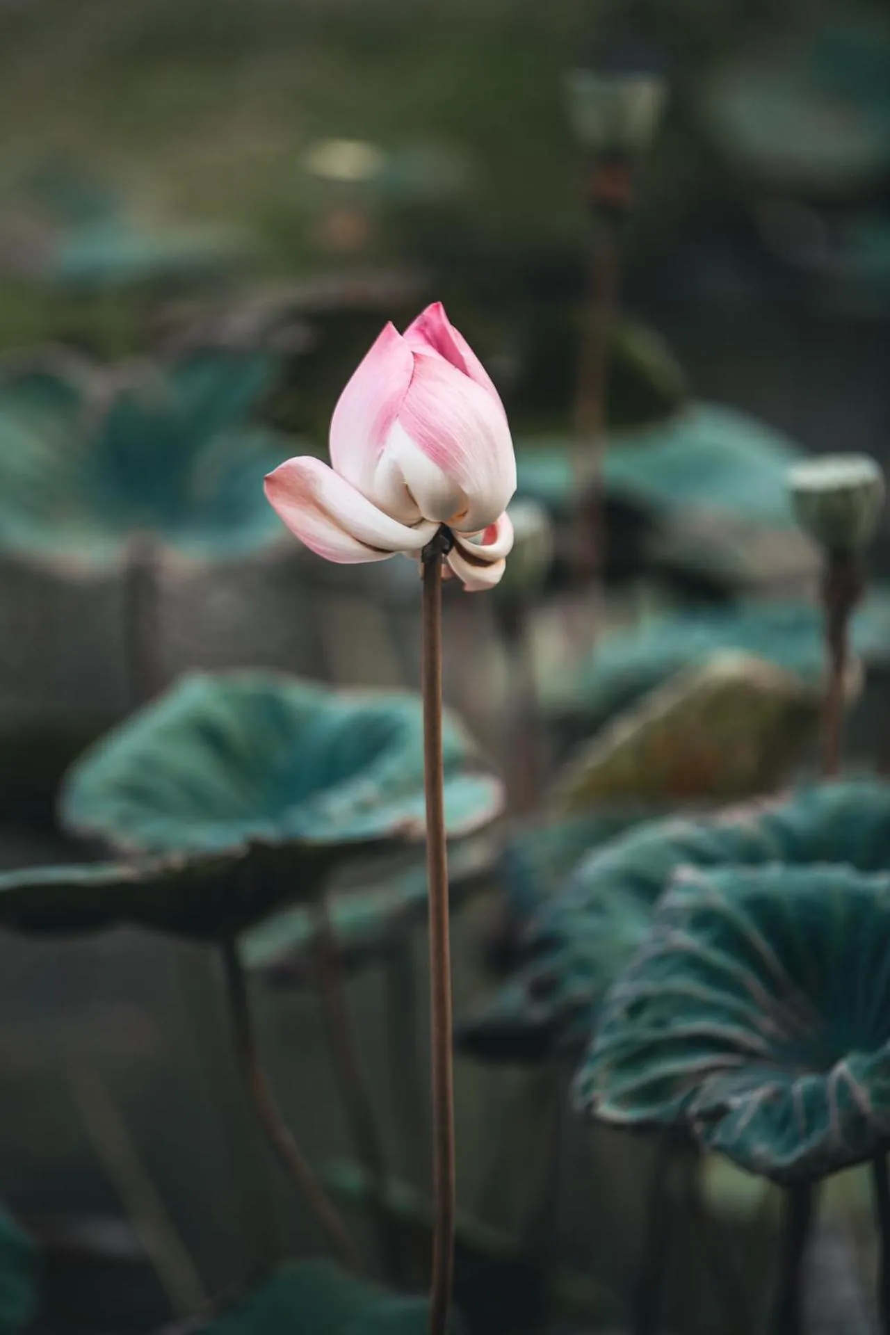 Garden in Swasti Eco Cottages