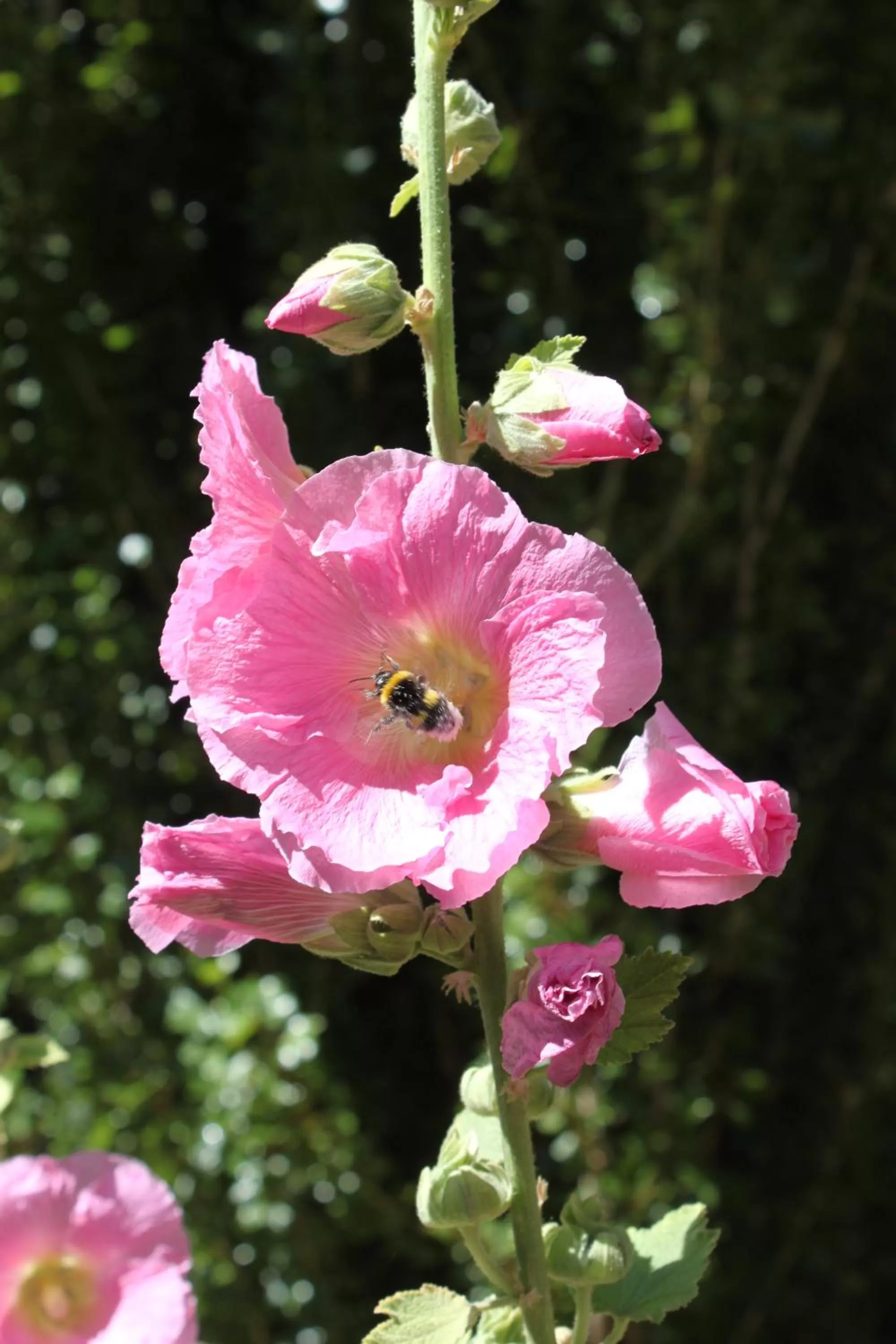Garden in Hostería de la Patagonia