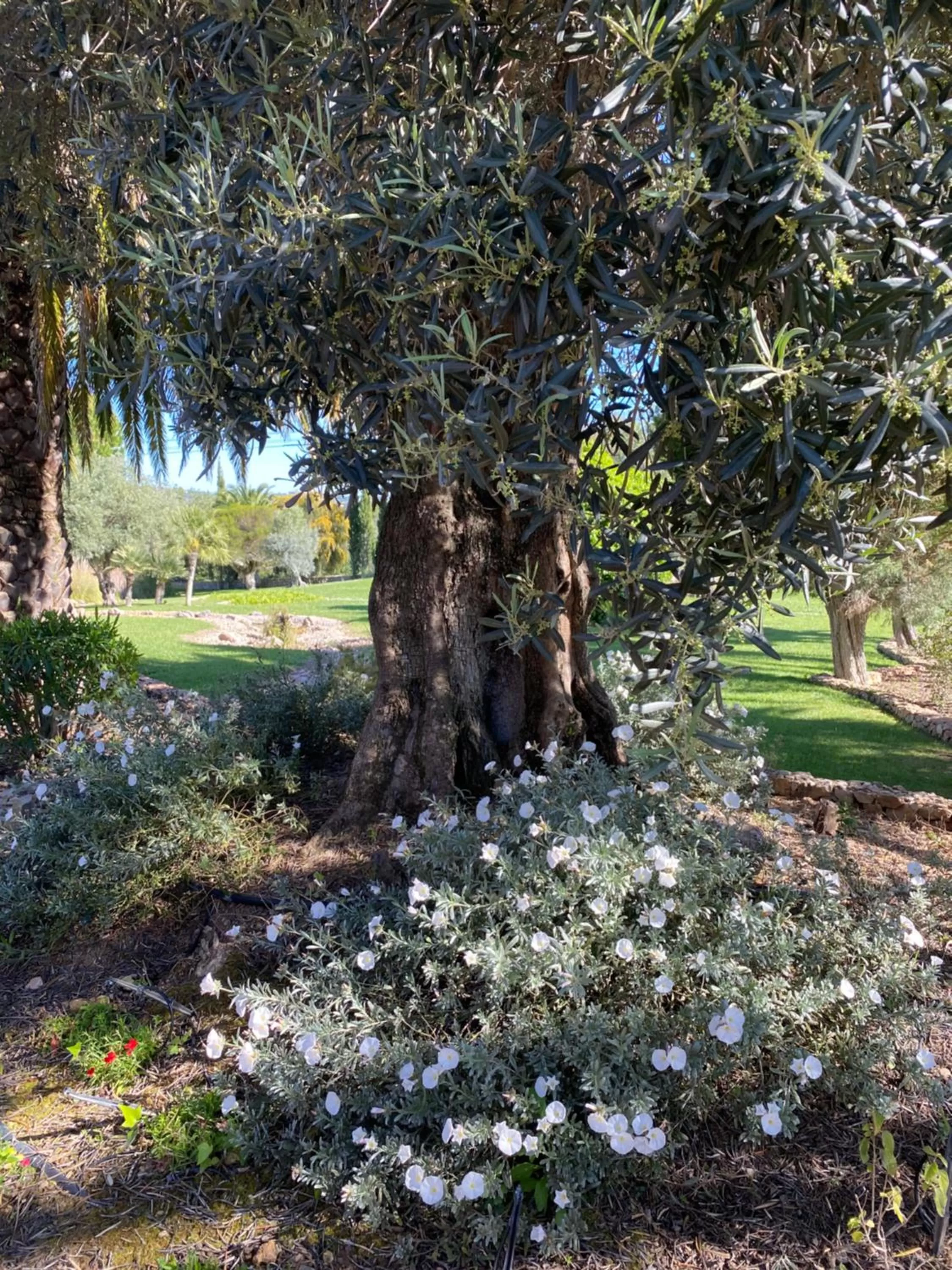 Natural landscape in Adamah Vayu -Casa Serenida