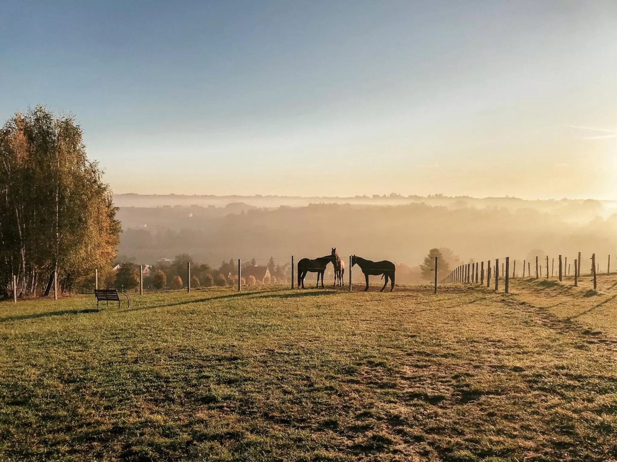 Animals in Hotel Szary Residence