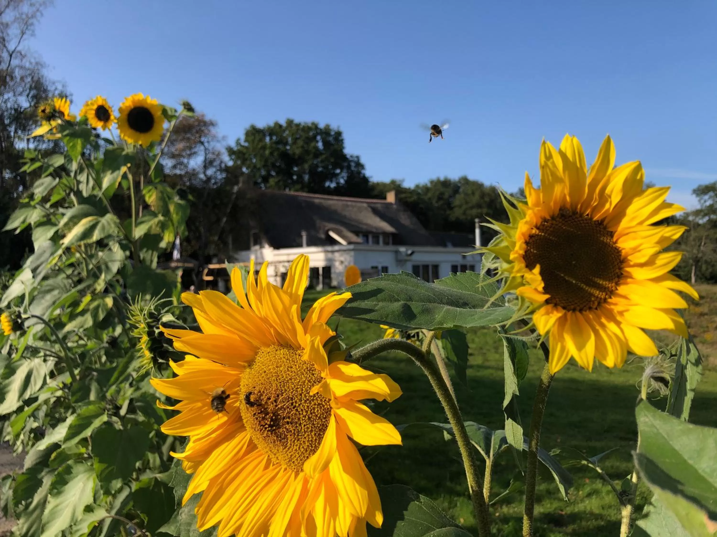 Villa BlauwHemel Diever