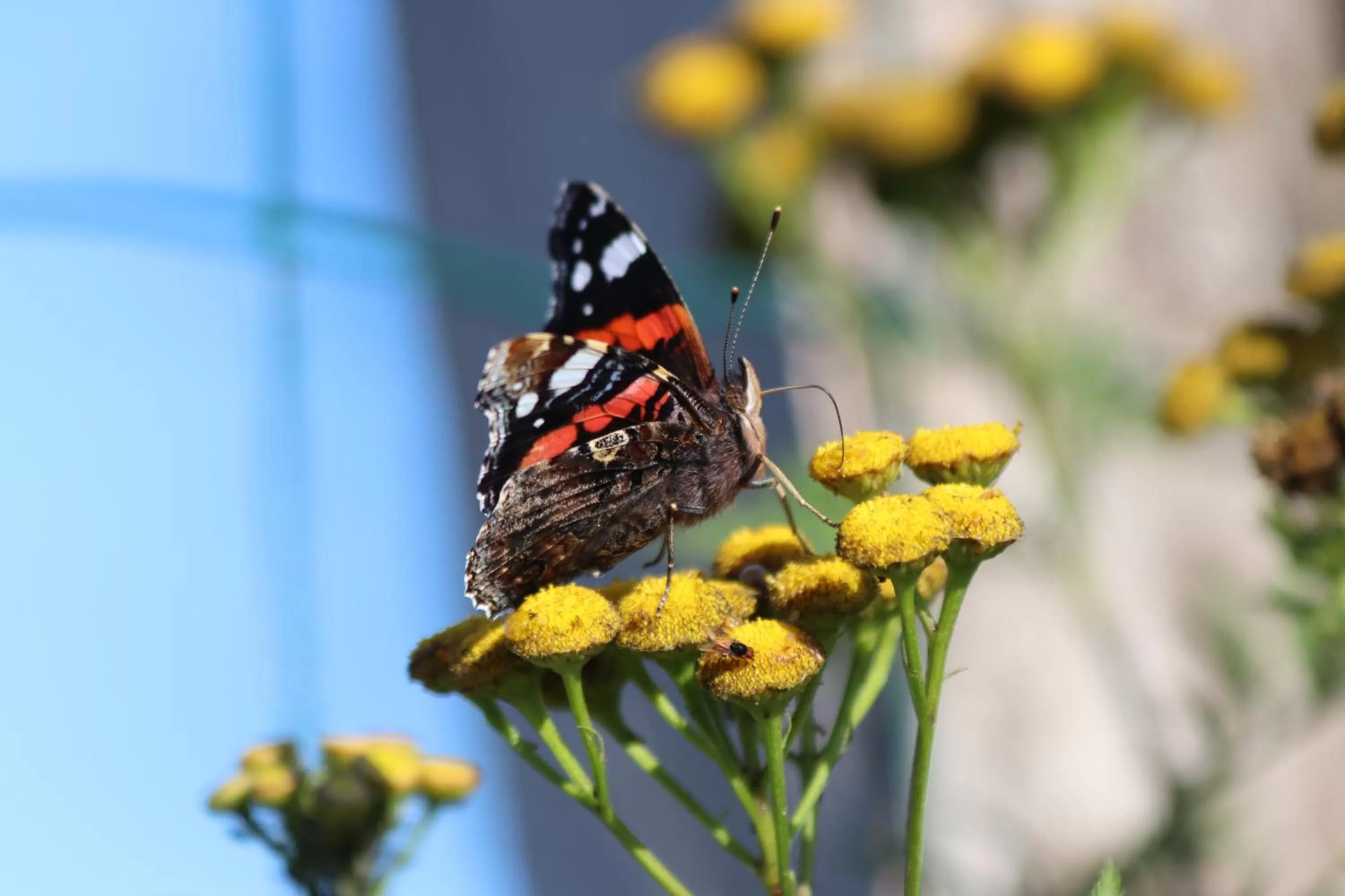 Garden in La Petite Bérais