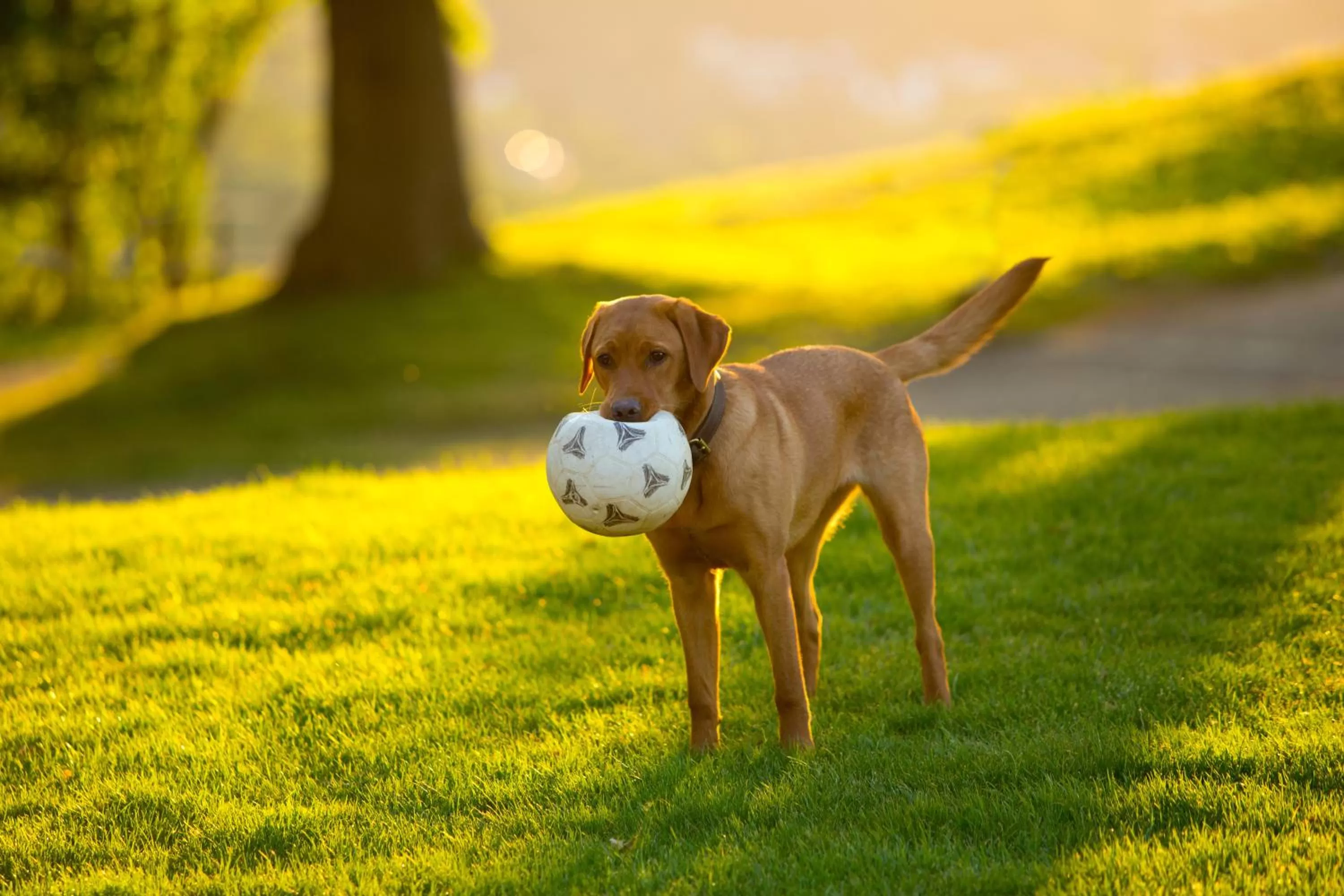 Pets in Plumbohms Aussichtsreich Gast- und Logierhaus