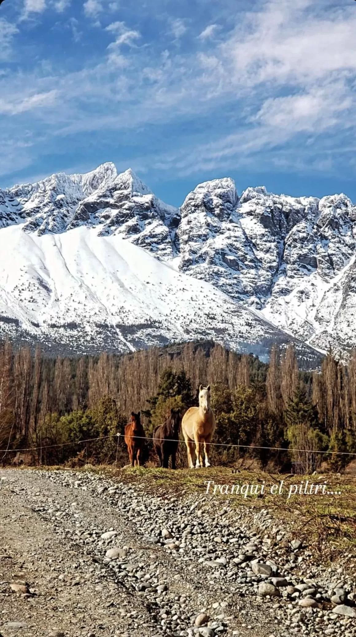 Other Animals in La Aguada