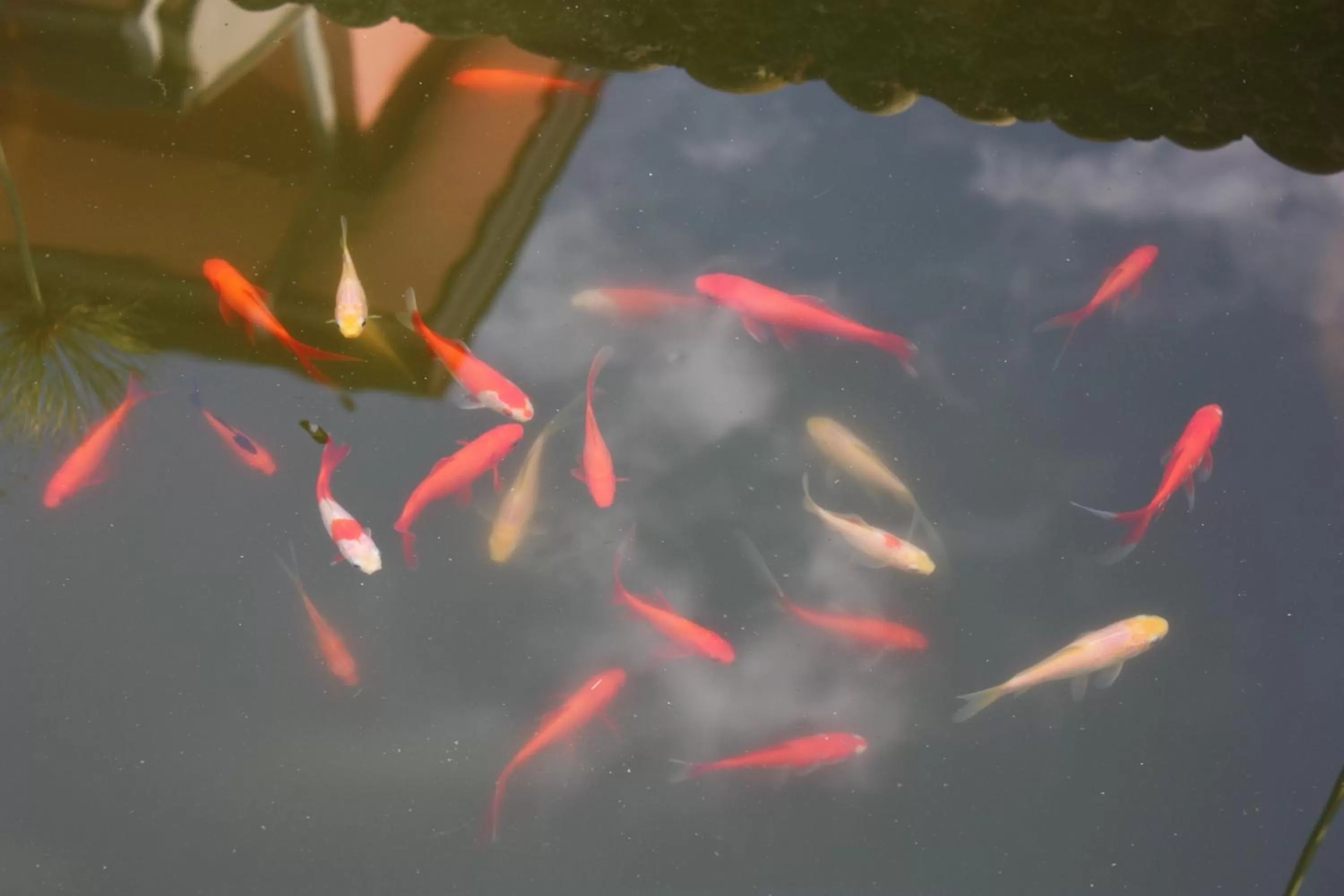 Garden in B&B Casa Di Mari