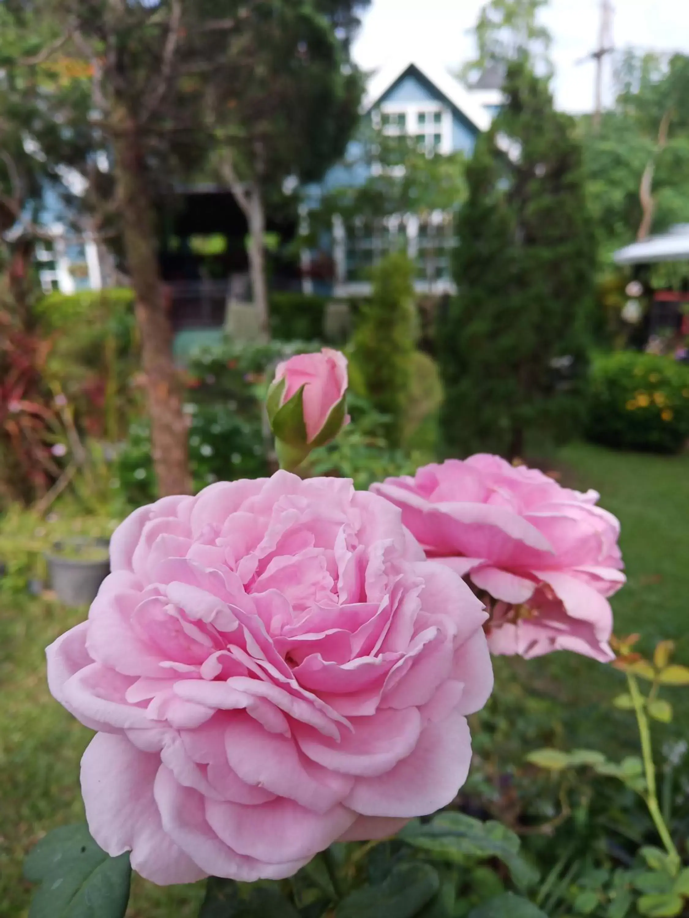 Bungalow with Garden View in Baan JaoKorKluay บ้านเจ้ากอกล้วย Bungalow with Garden View in Baan JaoKorKluay บ้านเจ้ากอกล้วย