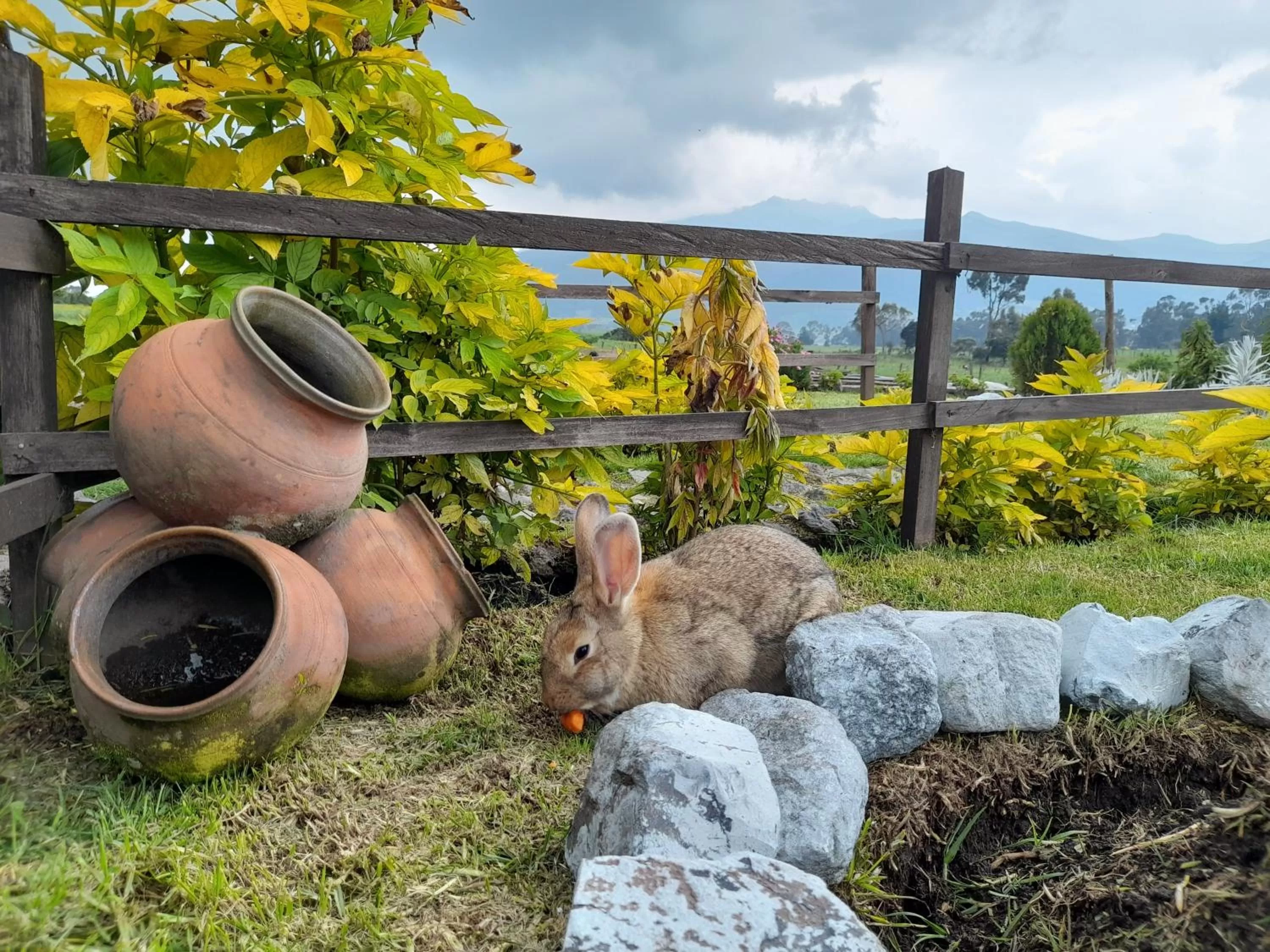 Natural landscape, Other Animals in Ruta de los volcanes "Casa de campo"