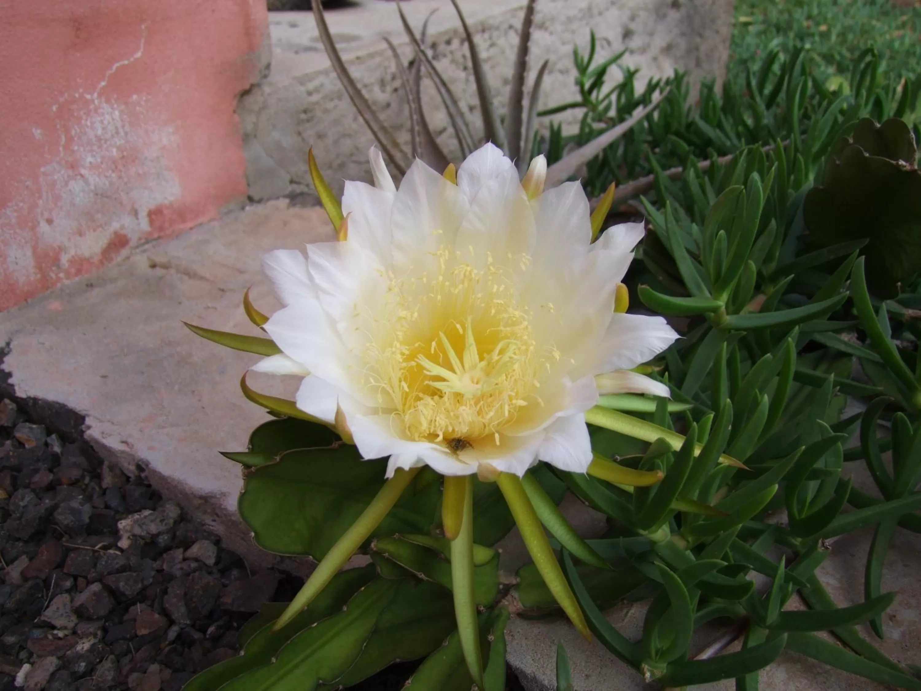 Garden in Villa Morabeza Guest House
