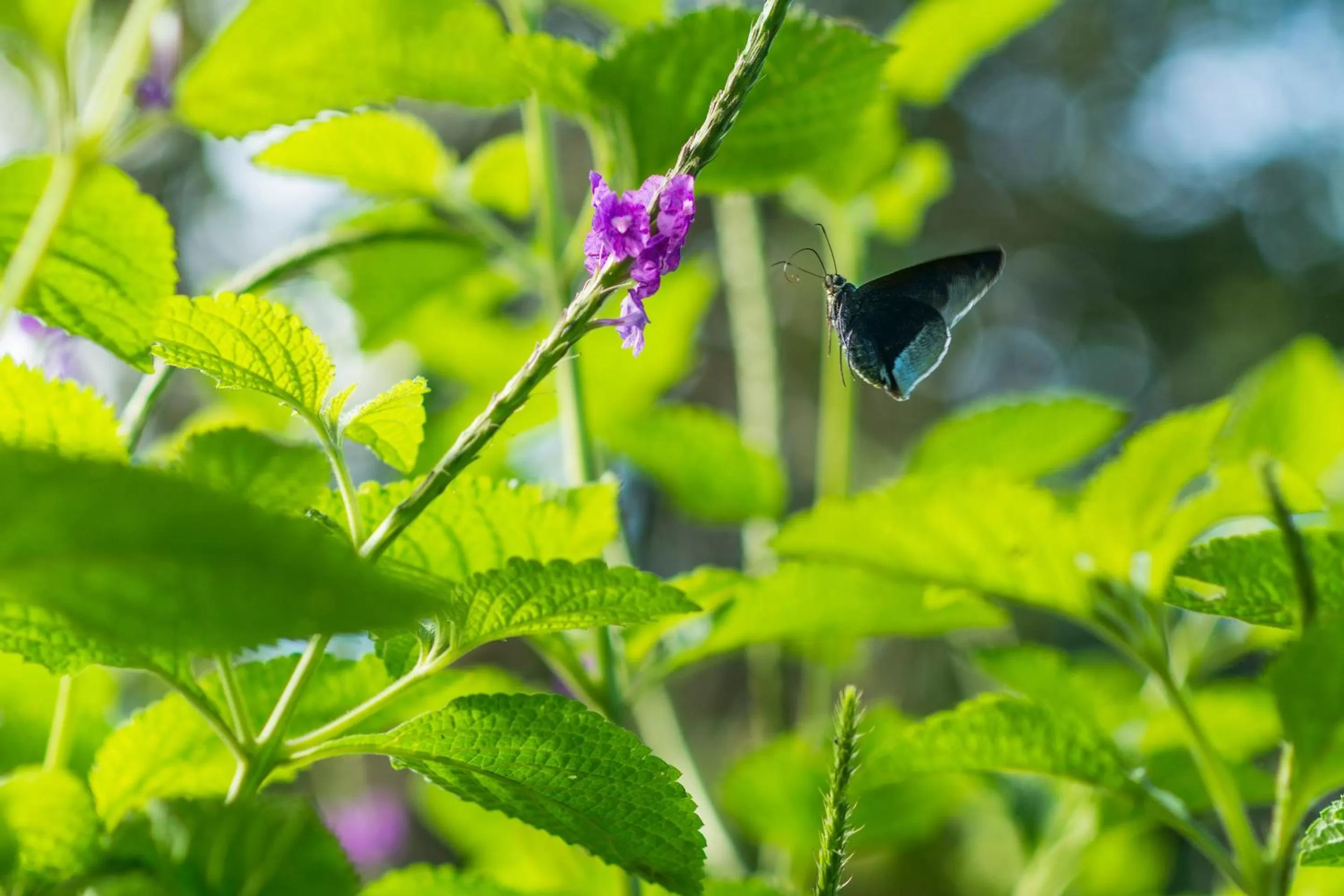 Garden in Finca Rosa Blanca Coffee Farm and Inn