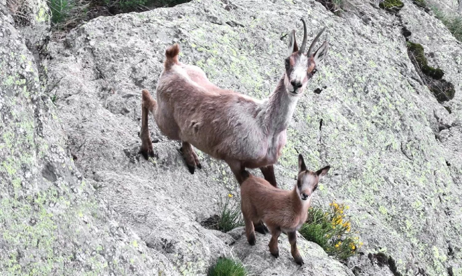 Animals in Serrat del Vent - Adults only