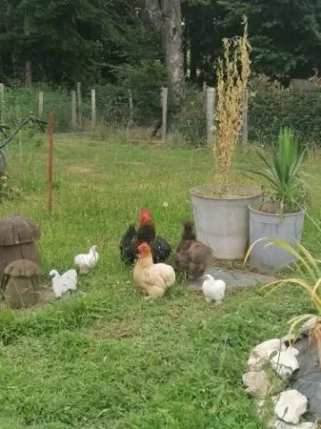 La roulotte des Trois Arbres