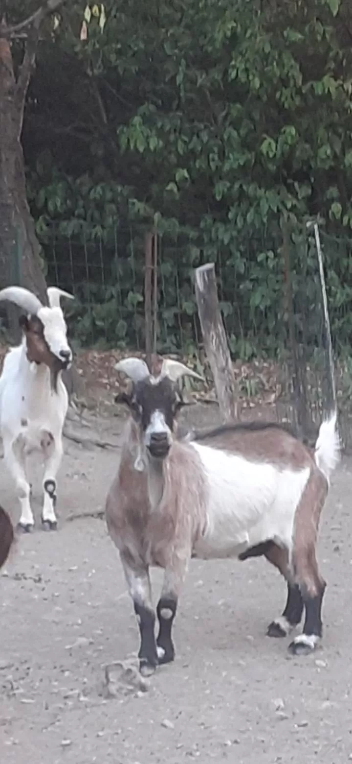 Other Animals in La Sapiniére -chambres climatisées