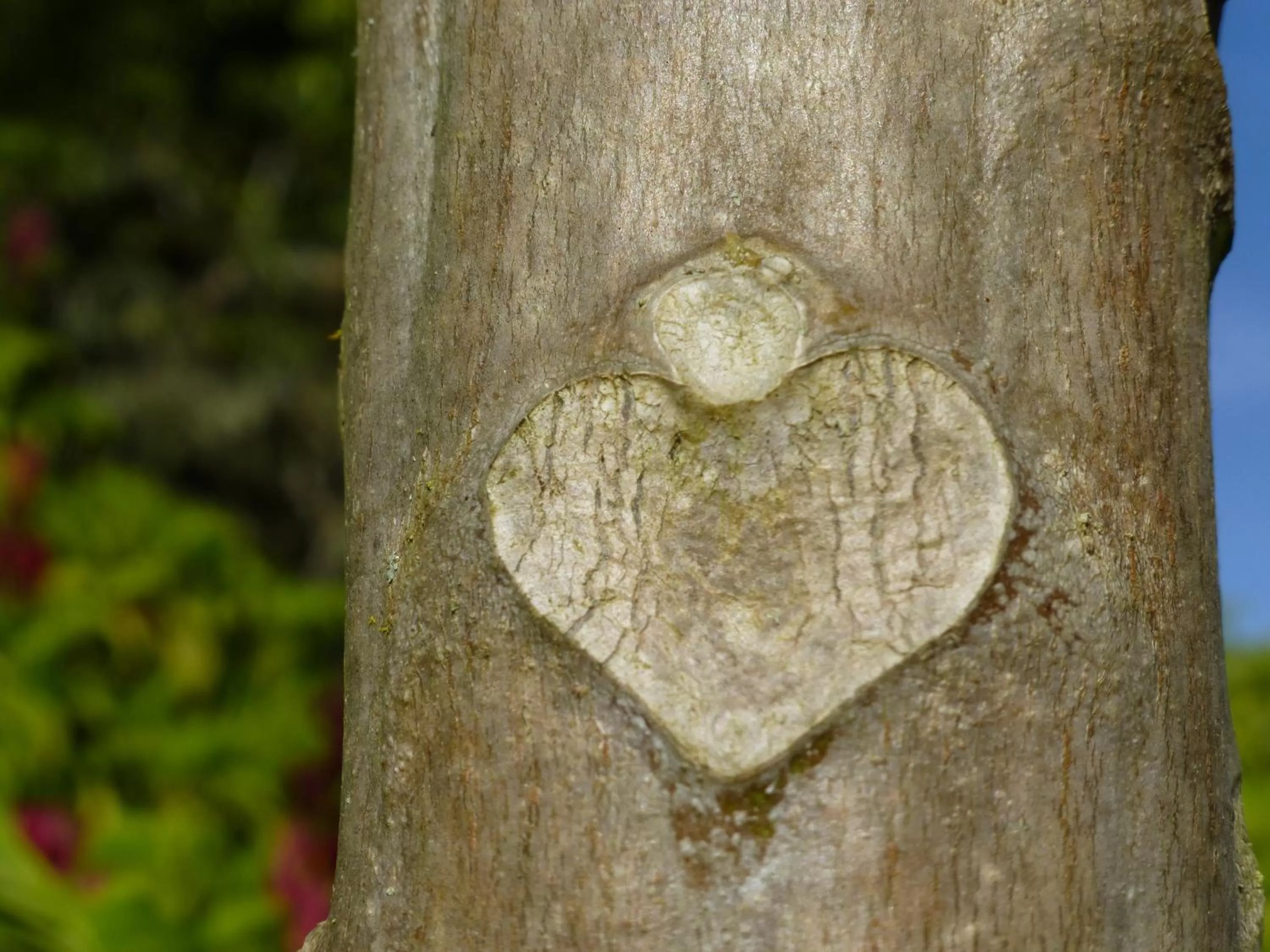 Garden, Other Animals in Finca El Cielo