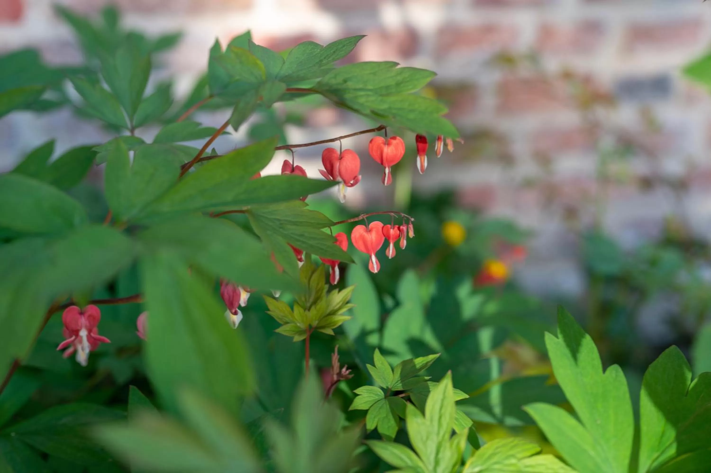 Garden in les Myrrhophores et Spa, Chambres d'Hôtes et Gîtes de charme