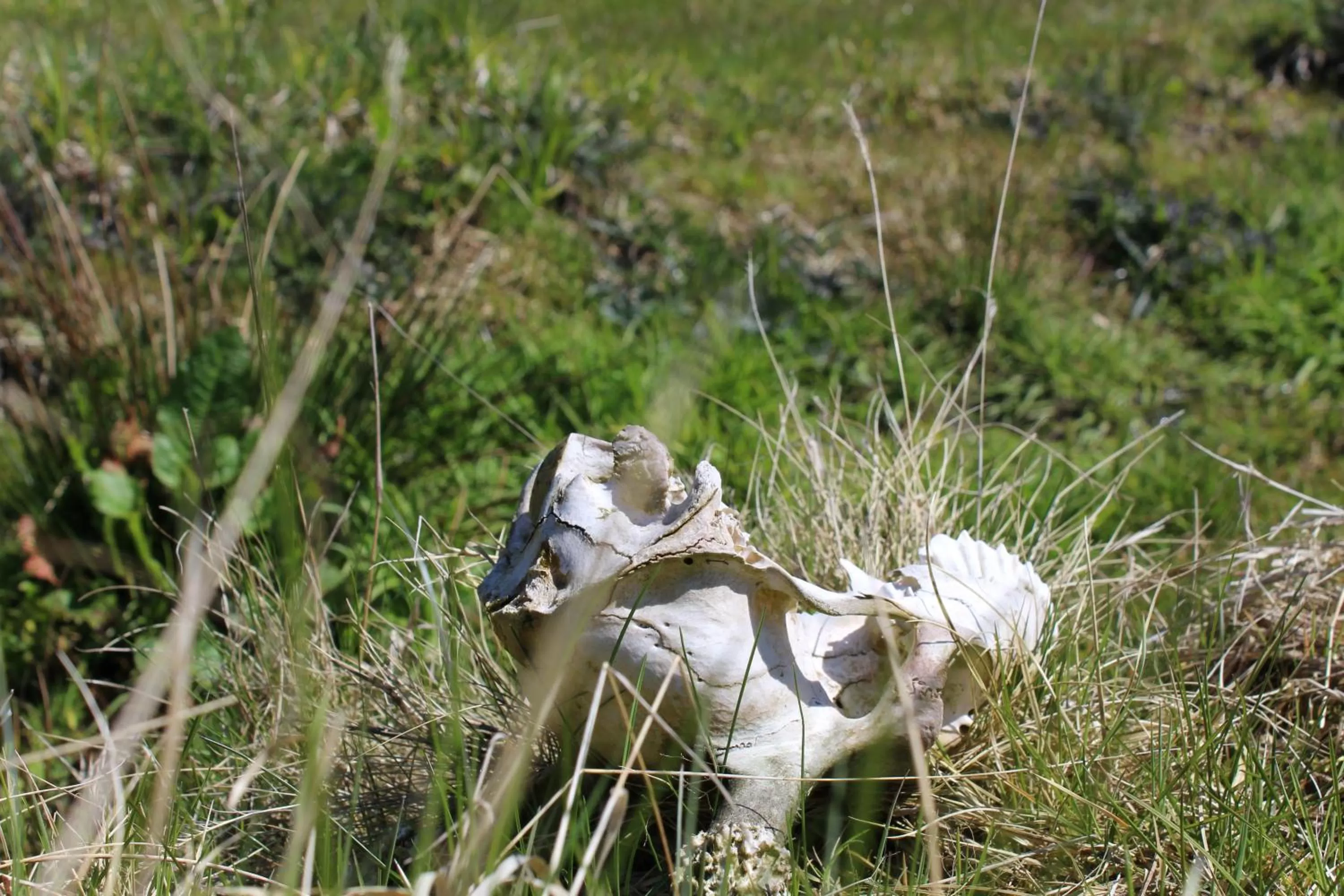 Garden in Waldgasthof Bad Einsiedel