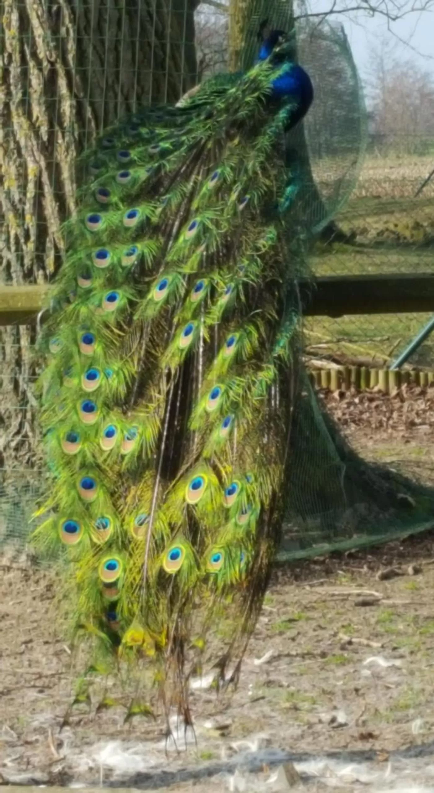 Animals, Other Animals in Hotel Landhuis 't Wilgenerf