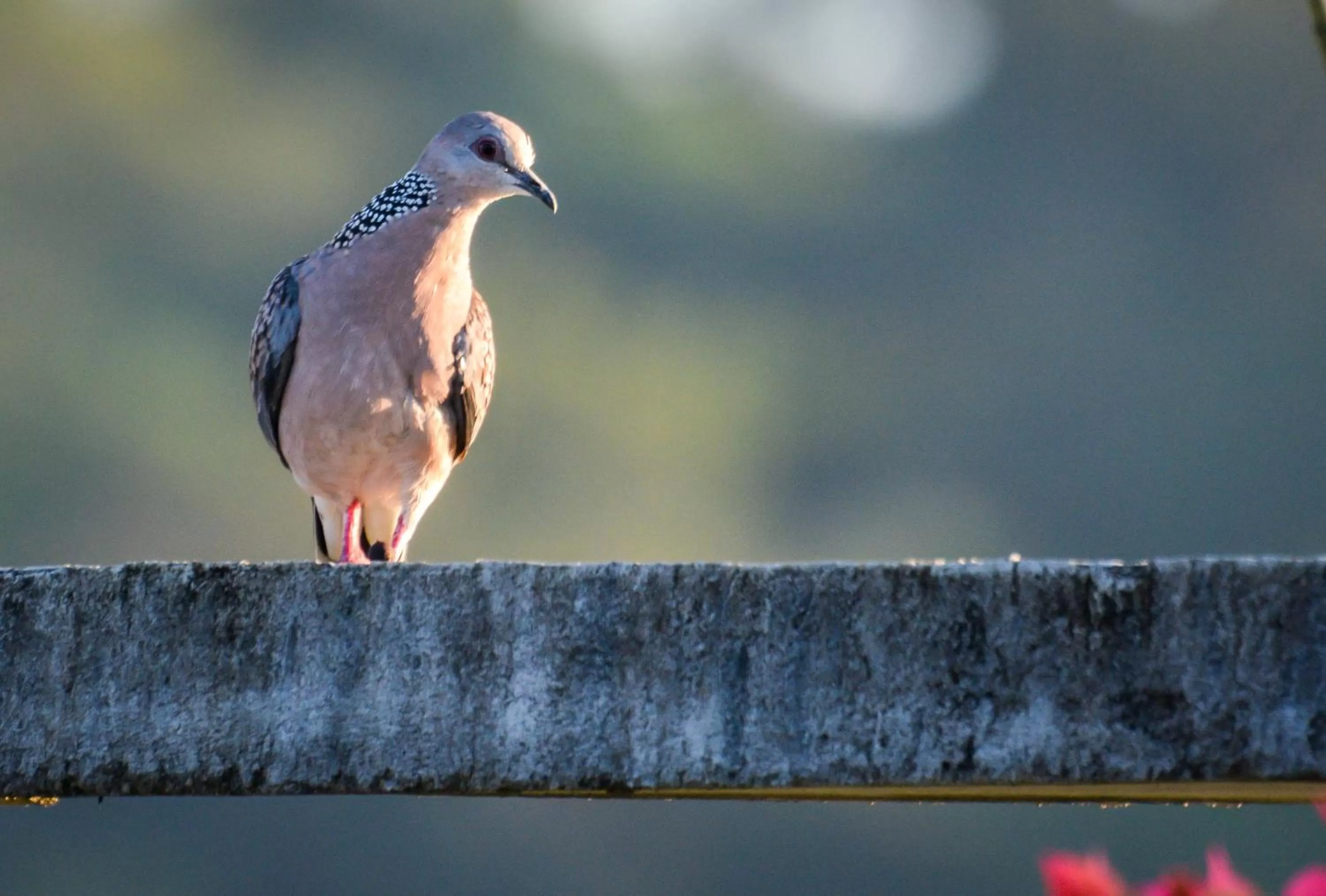 Animals in Elegant Hotel