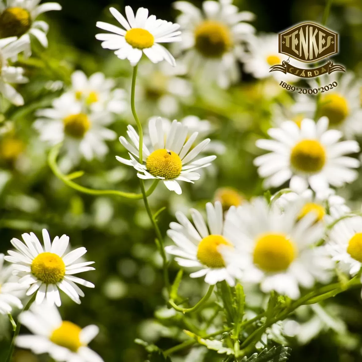 Tenkes Fogadó és Vendégház Harkány