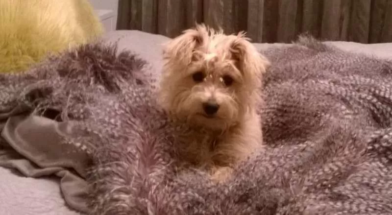 Animals, Pets in Korbaylen Estate