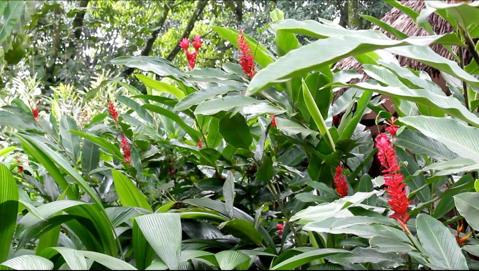 Natural landscape in Hotel La Aldea del Halach Huinic