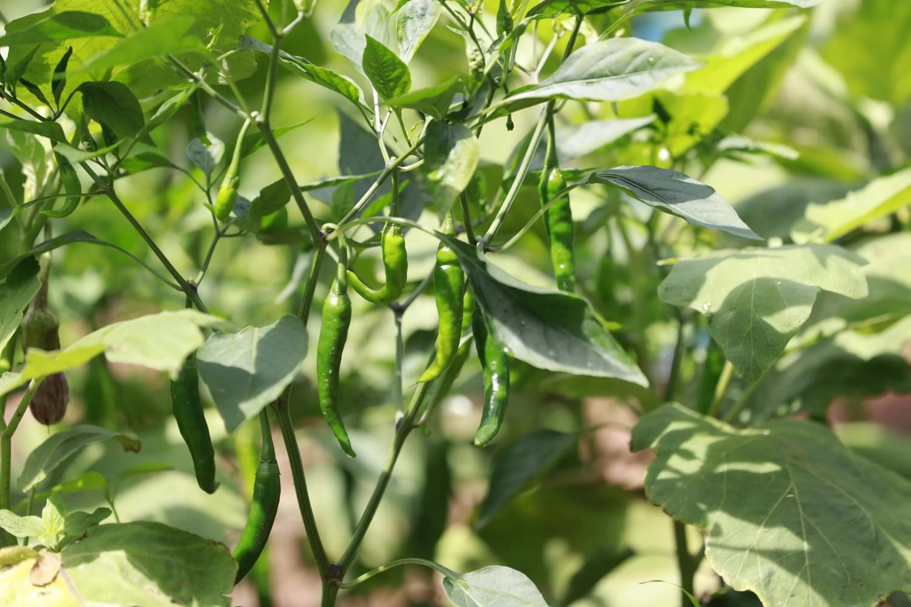 Garden in Ella Planters Bungalow