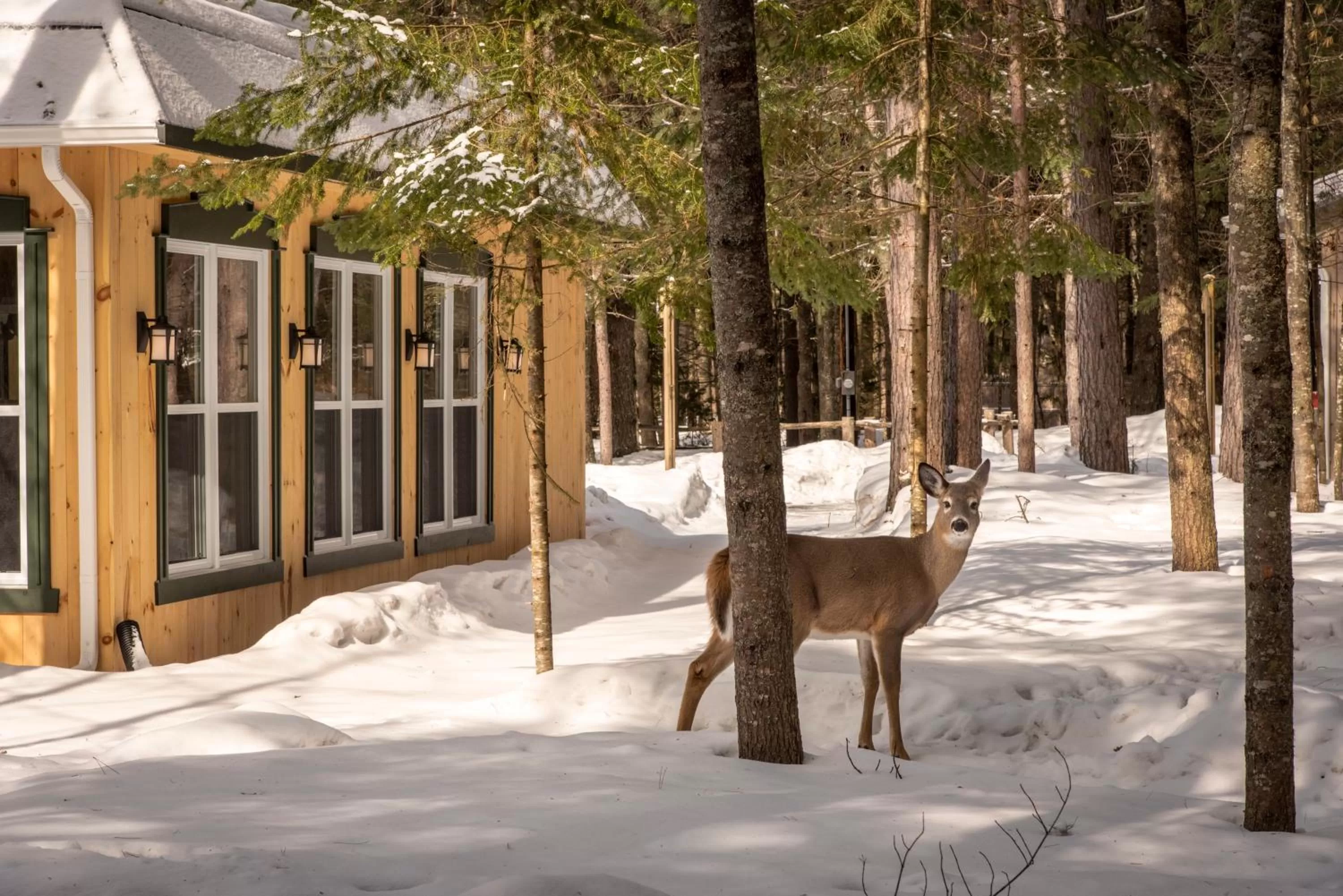 Auberge le Cosy Tremblant