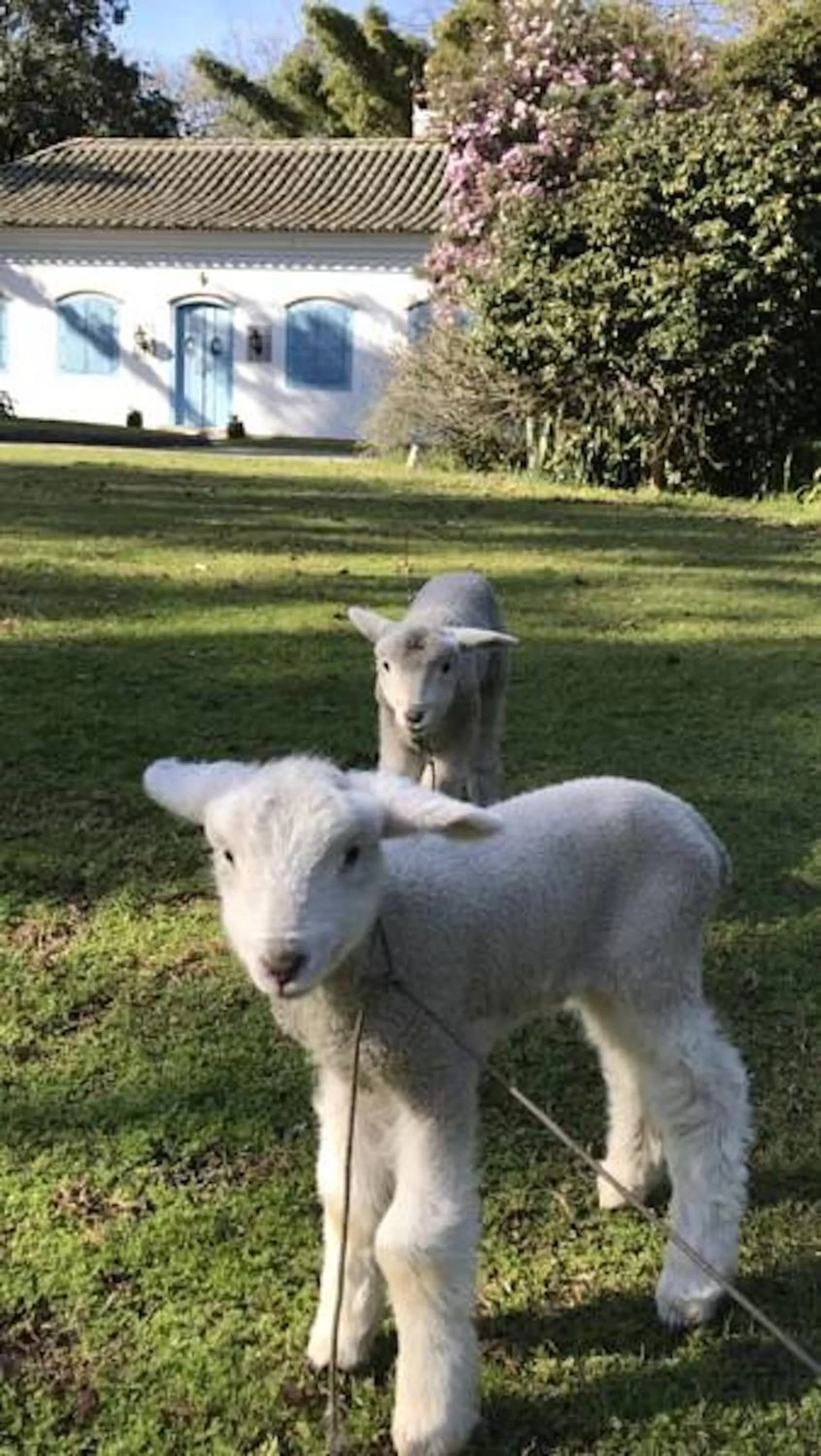 Pets in Charqueada Santa Rita Pousada de Charme