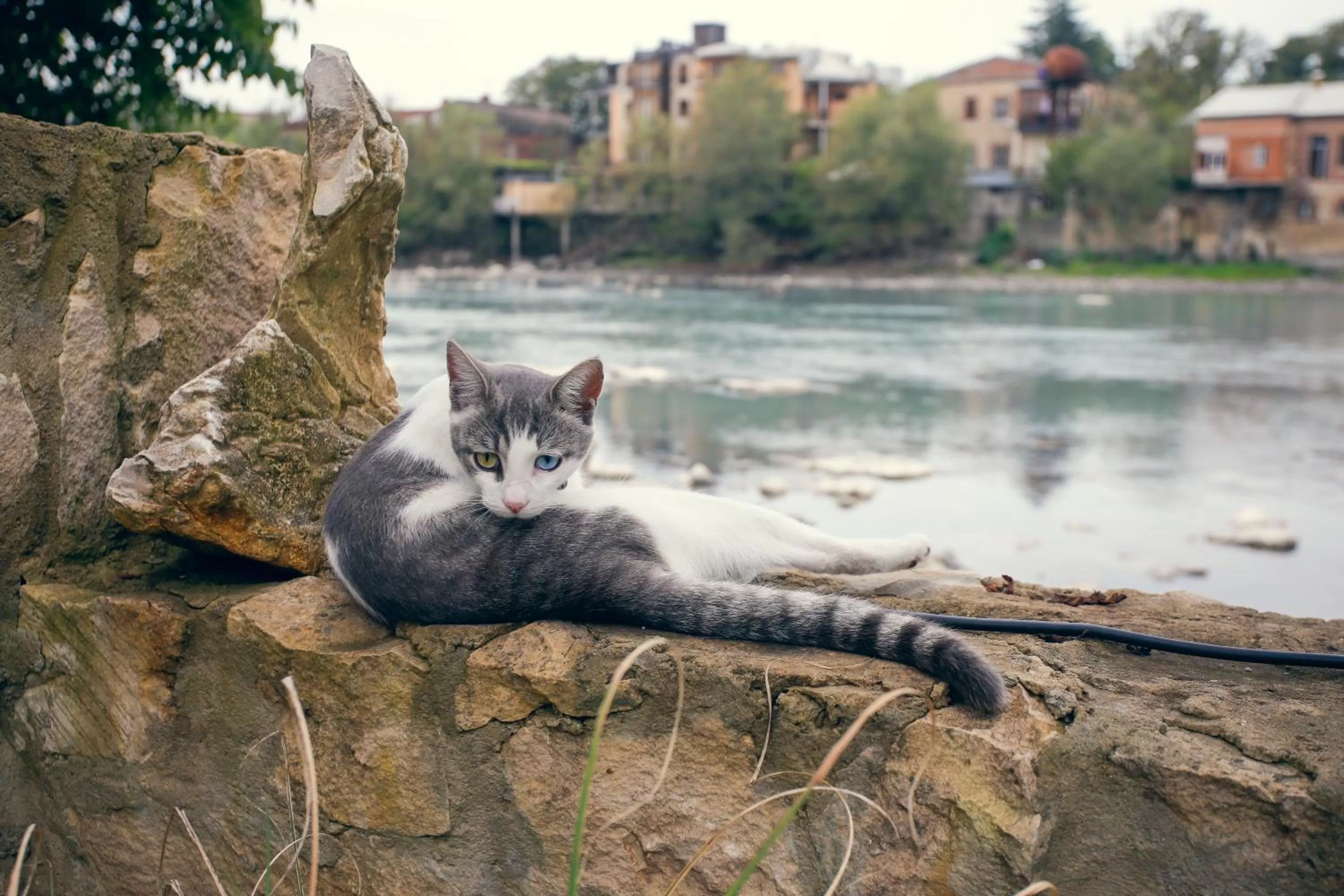 Pets in Hotel Paradise Road