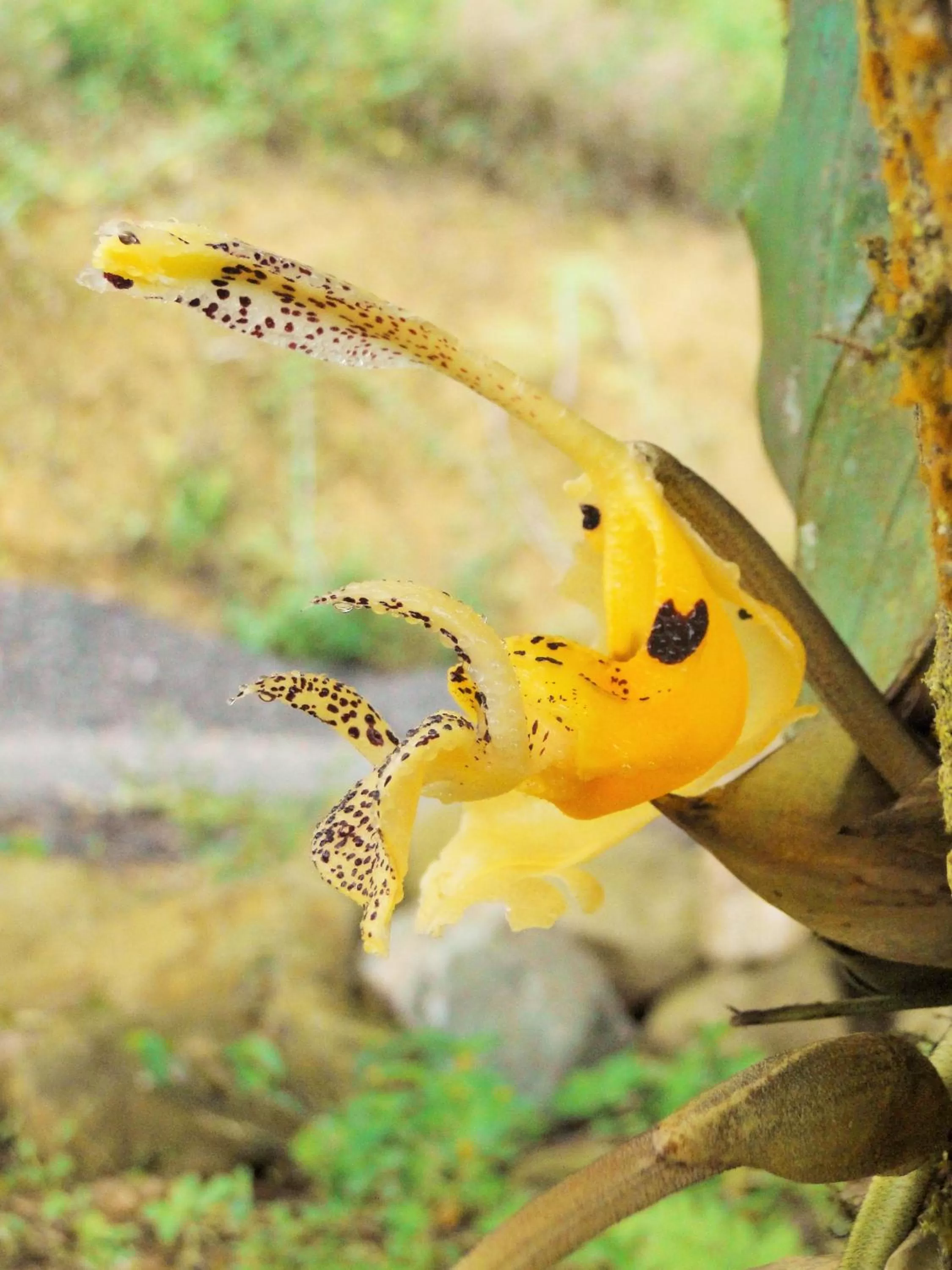 Patio, Other Animals in Hosteria Florecer