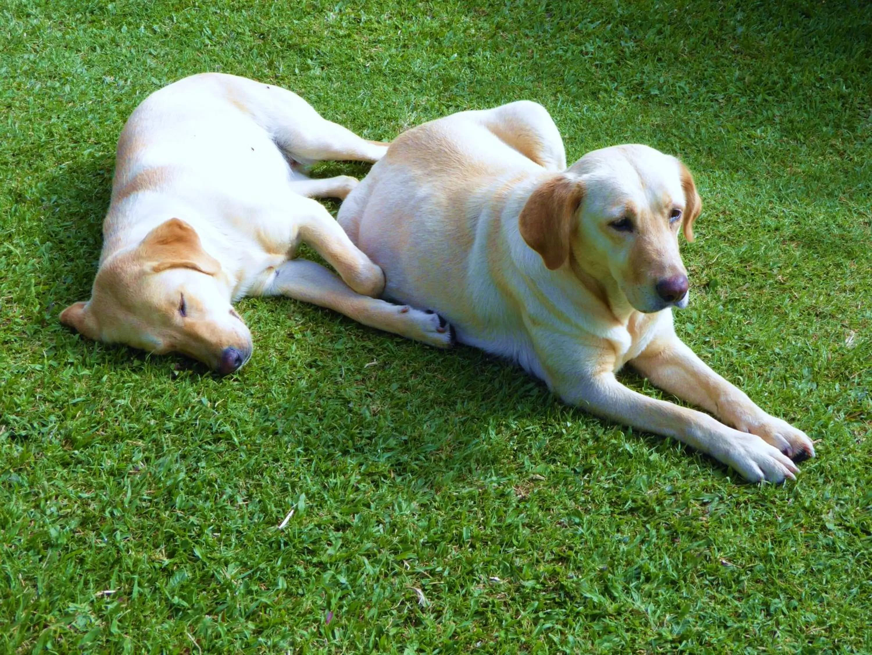 Area and facilities, Pets in Finca El Cielo
