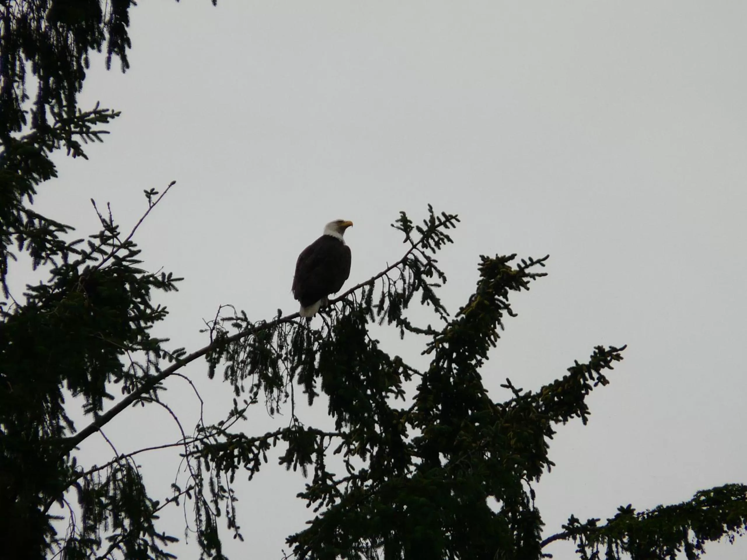 View (from property/room), Other Animals in Sheltered Nook On Tillamook Bay