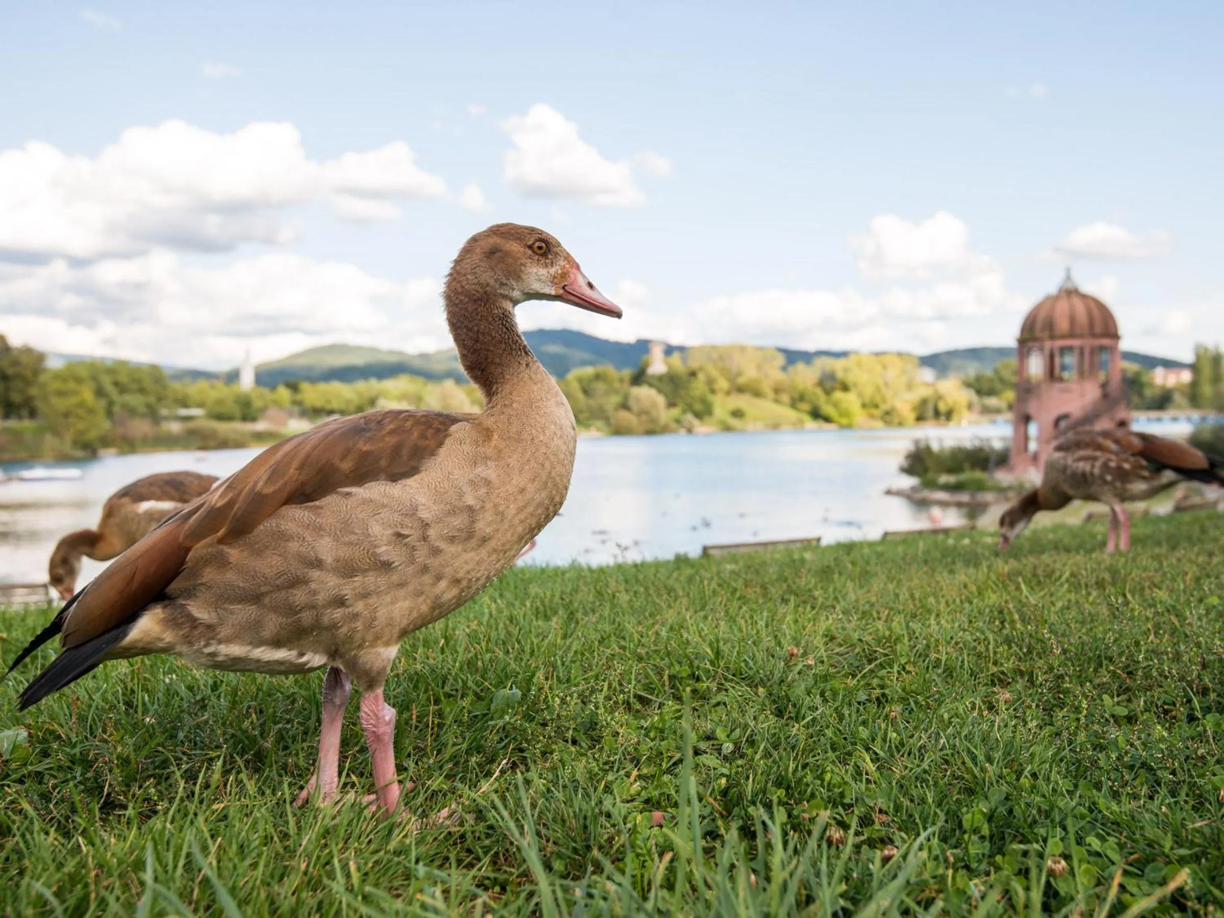 Spring, Other Animals in Hotel Bischofslinde