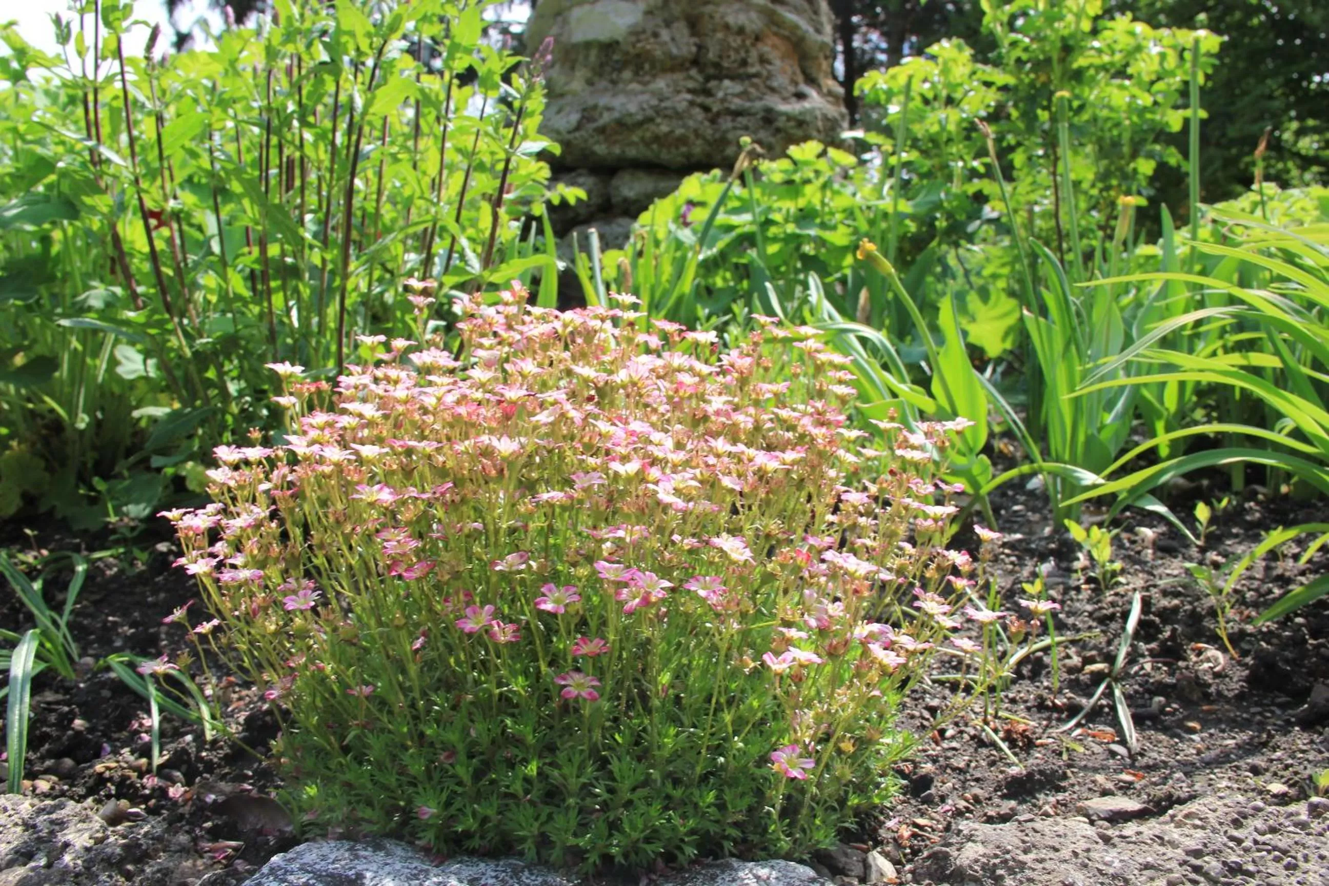 Property building, Garden in Villa Zollhaus Bed & Breakfast