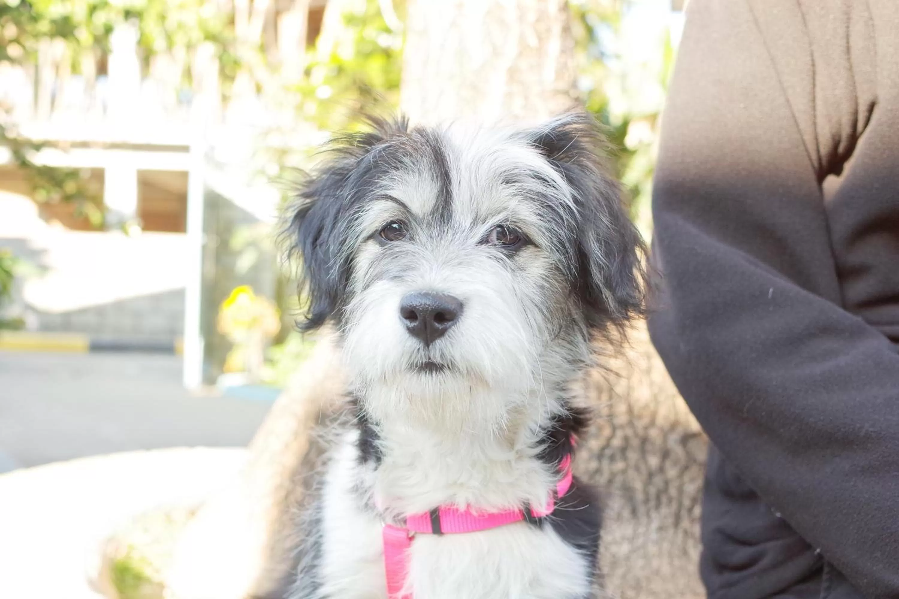 Pets in New Annapurna Guest House