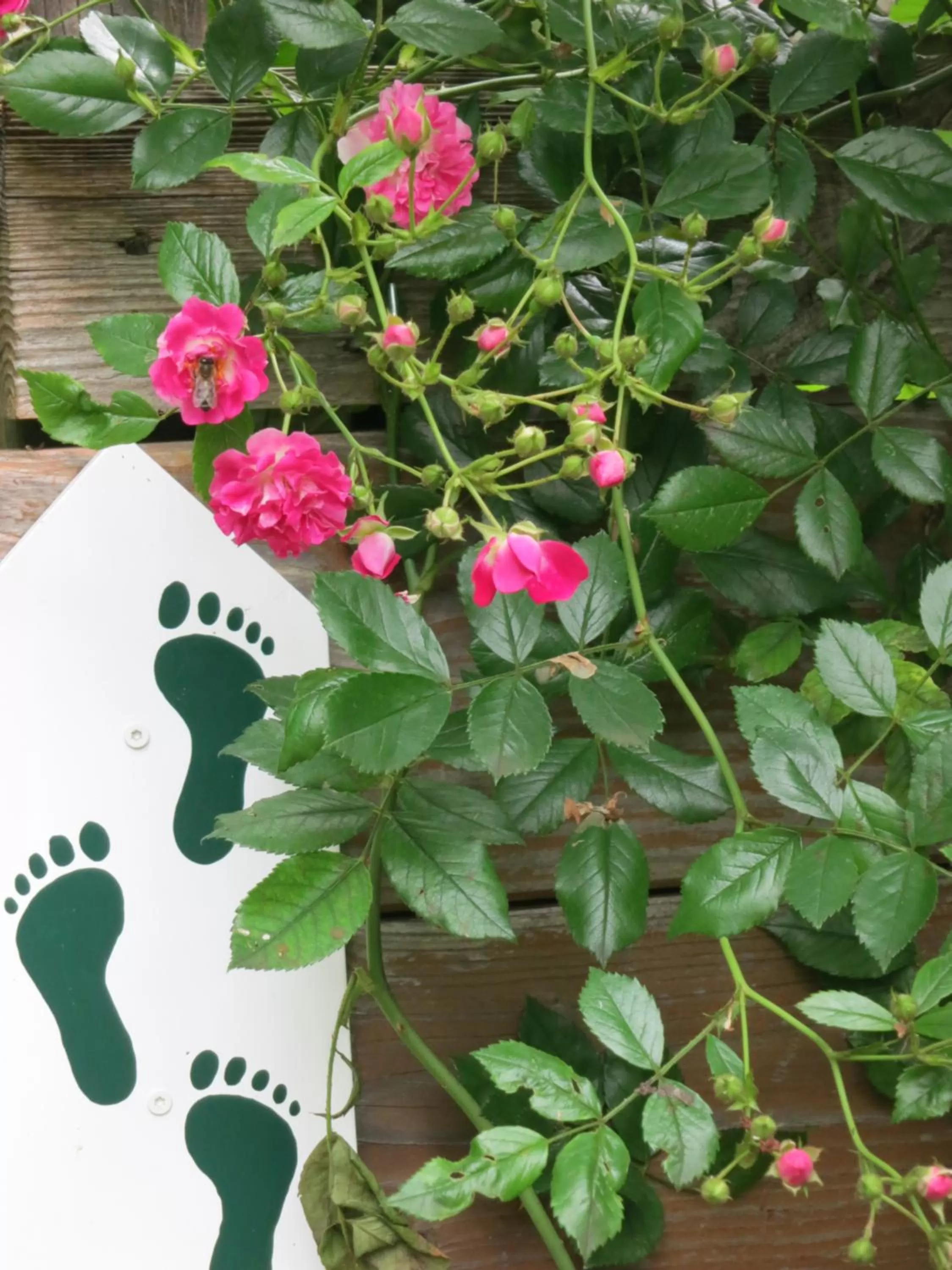 Garden in Hotel Promenade
