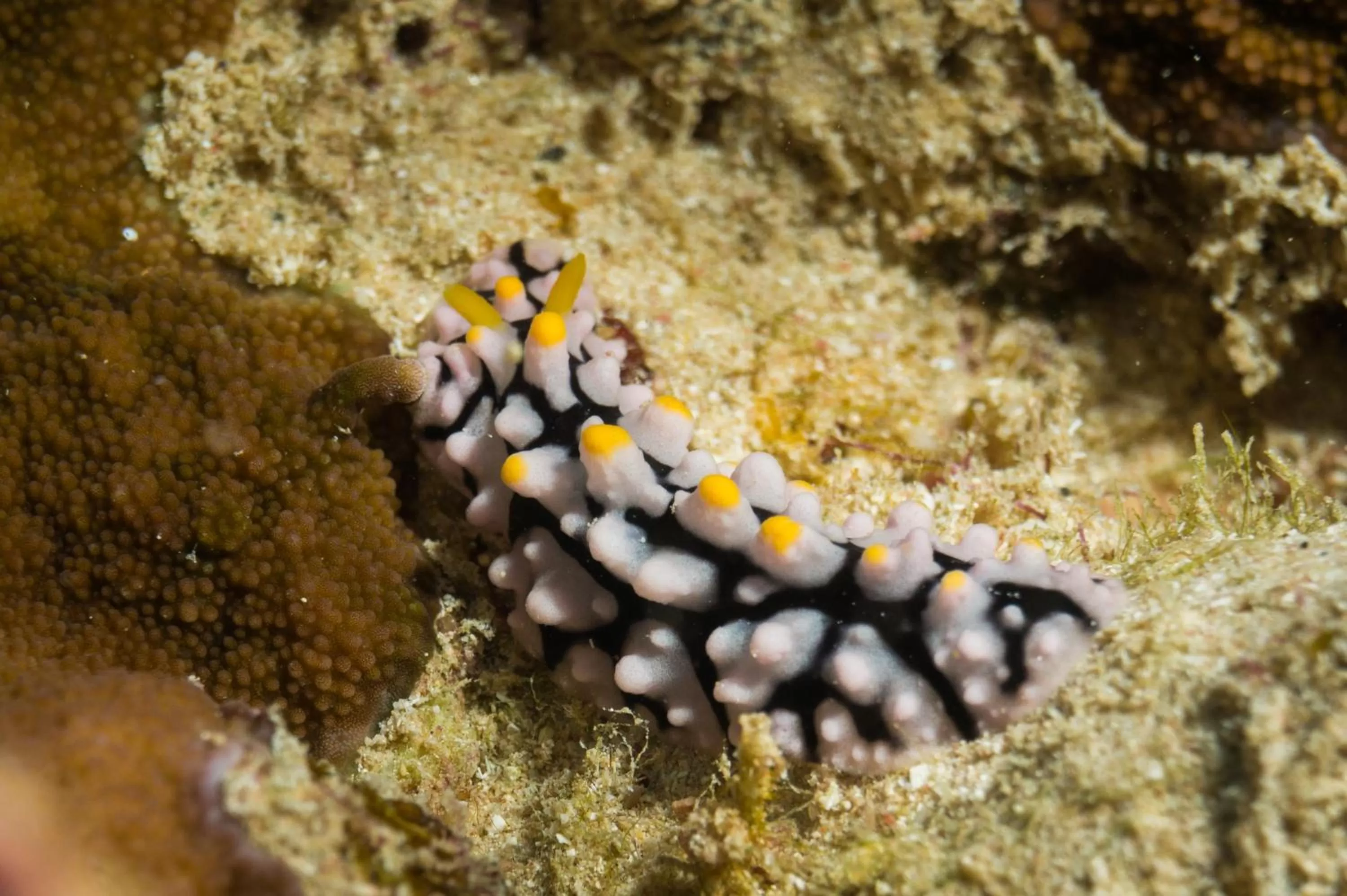 Activities in Coral Sun Beach