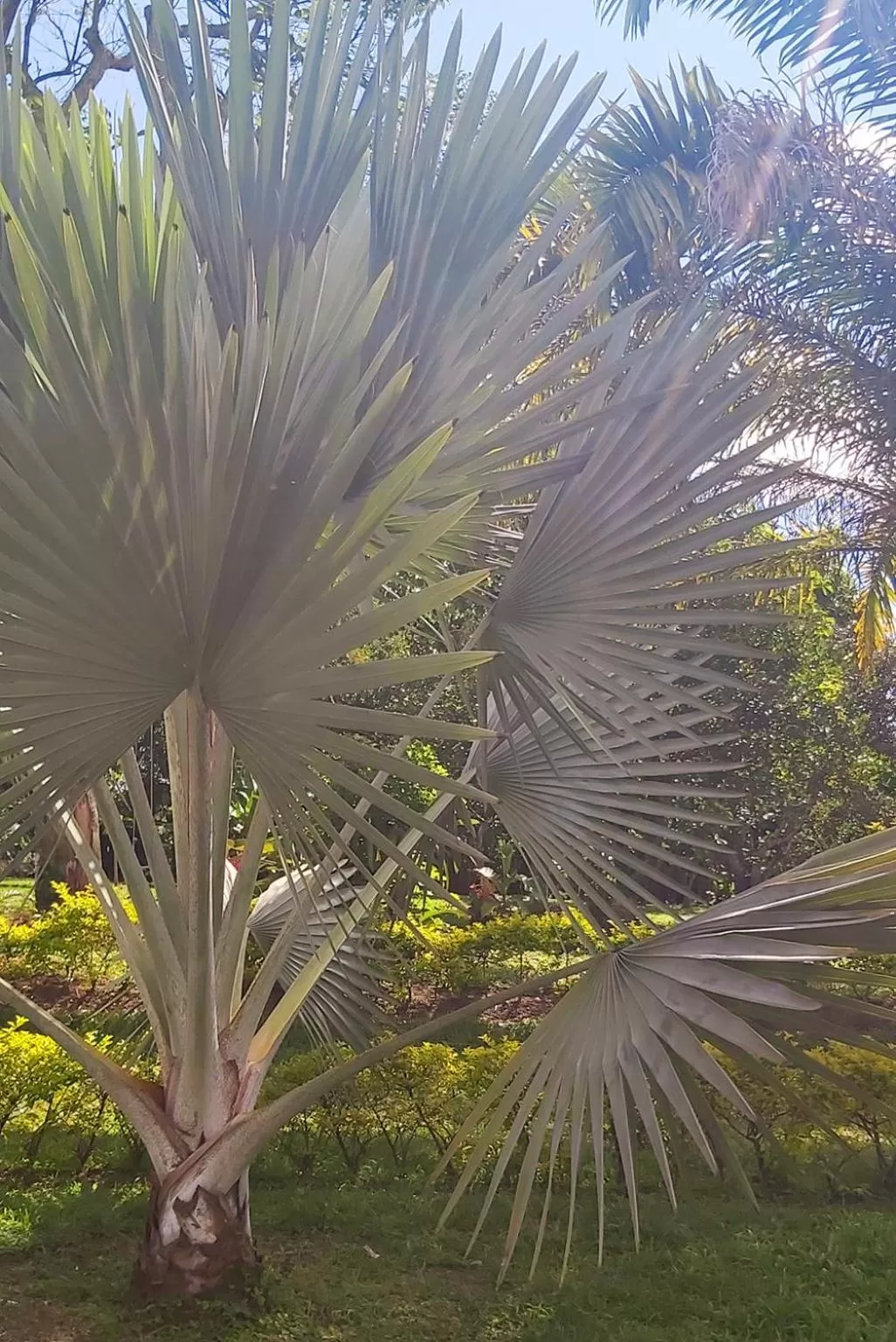 Natural landscape, Garden in Balsora Hotel Boutique