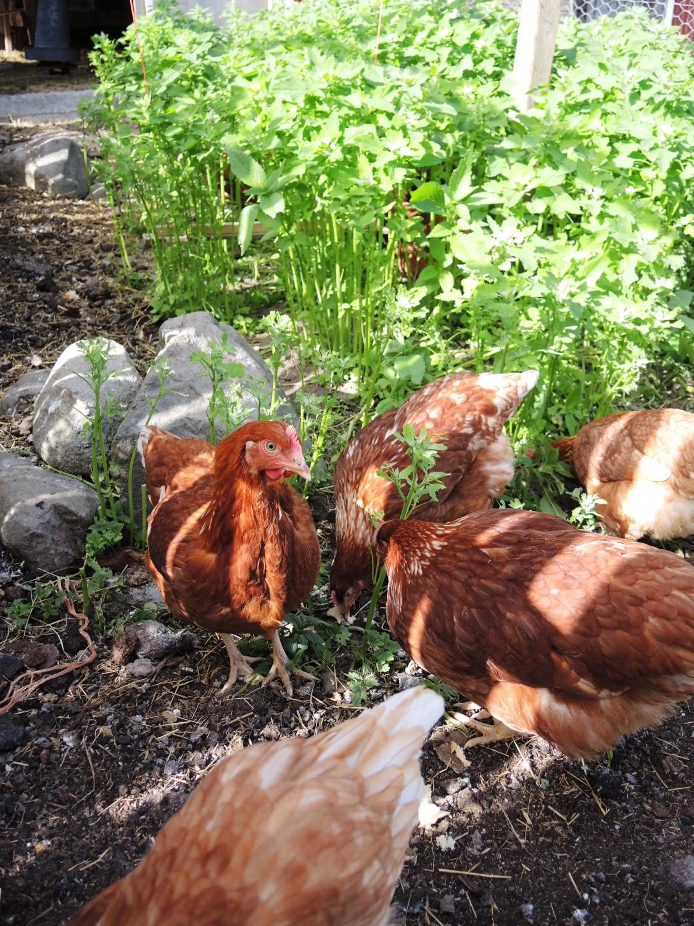 Other Animals in Tuukkalan Tila B&B