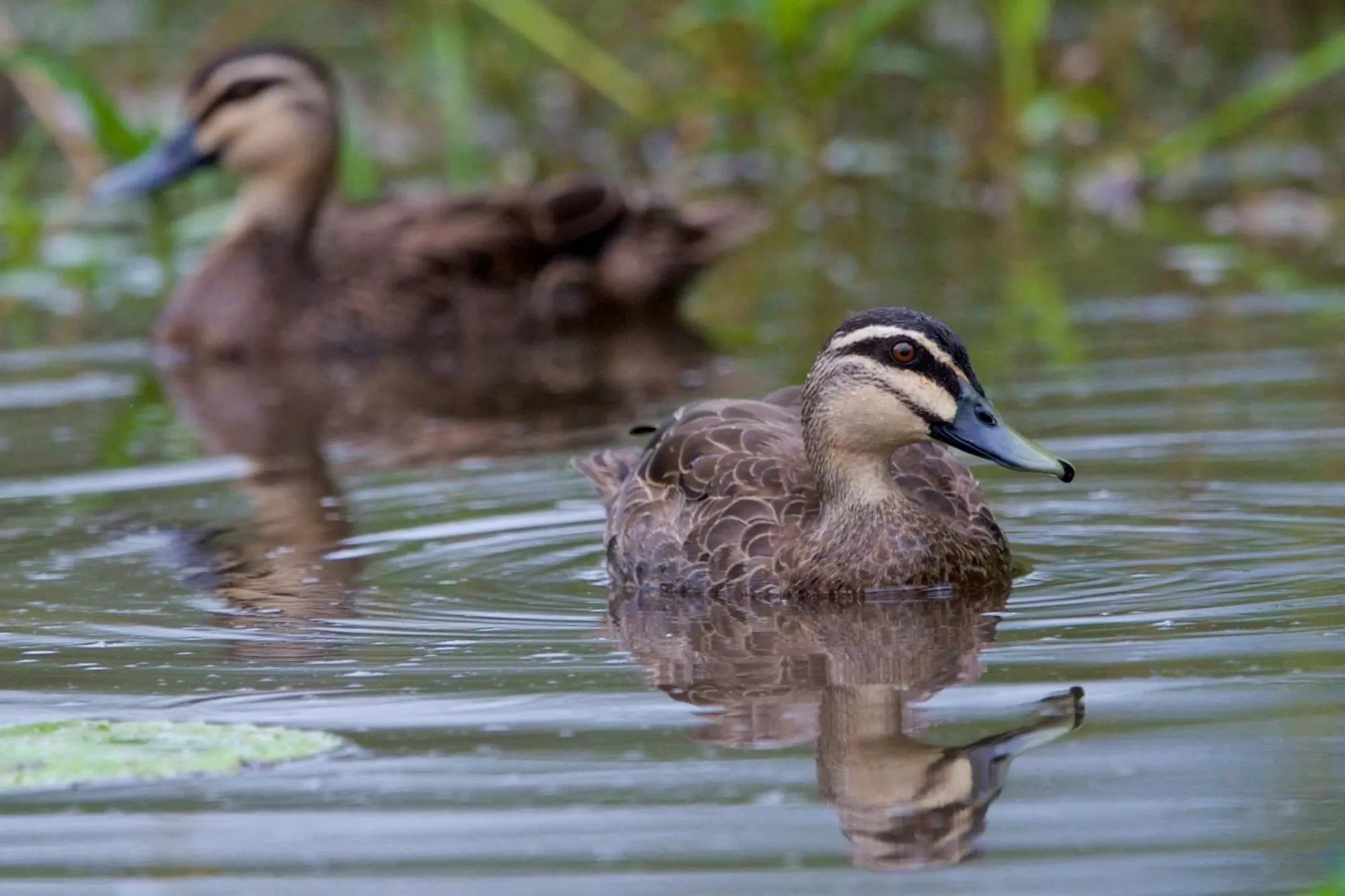 Nearby landmark in Soho Brisbane